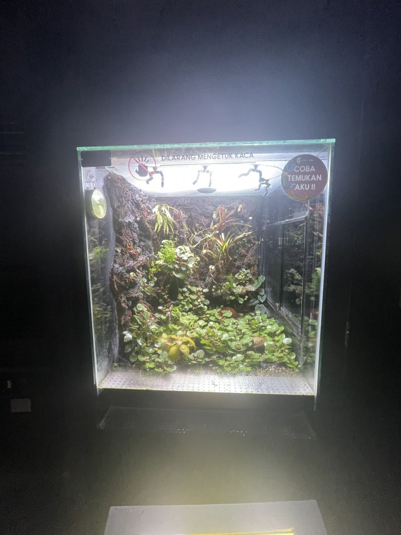 poison dart frog exhibit (2) - museum komodo