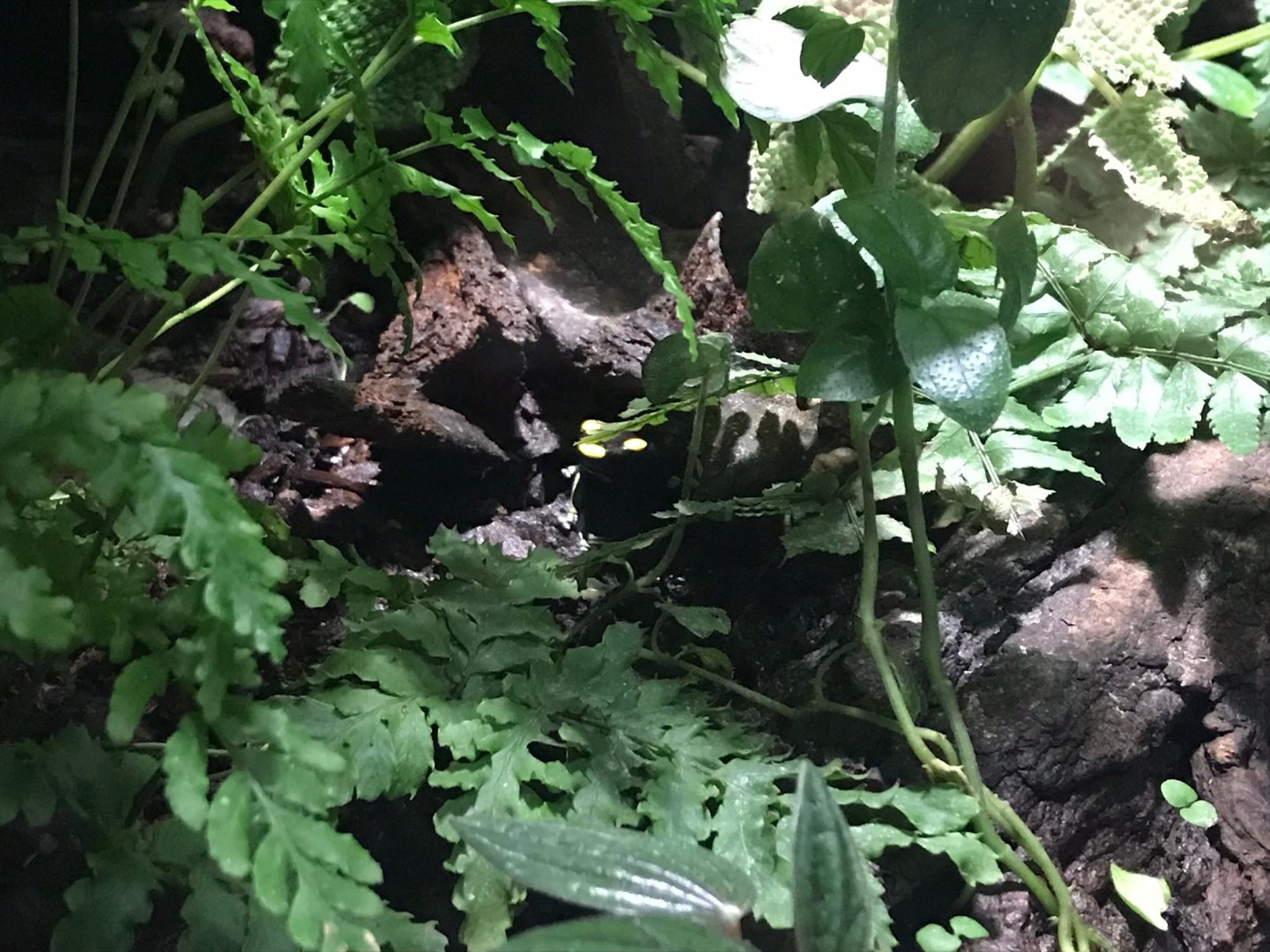 Poison dart frog exhibit 270118