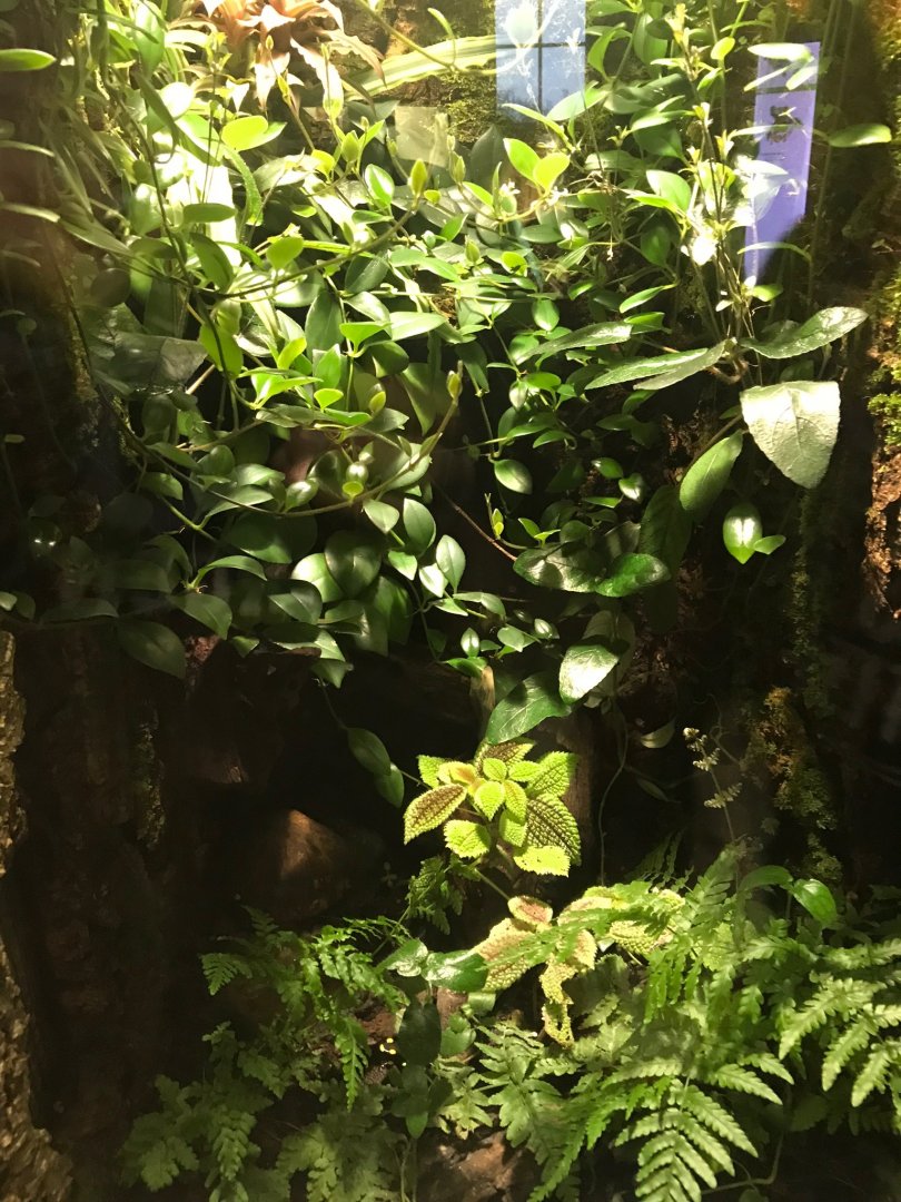 Poison dart frog exhibit 270118
