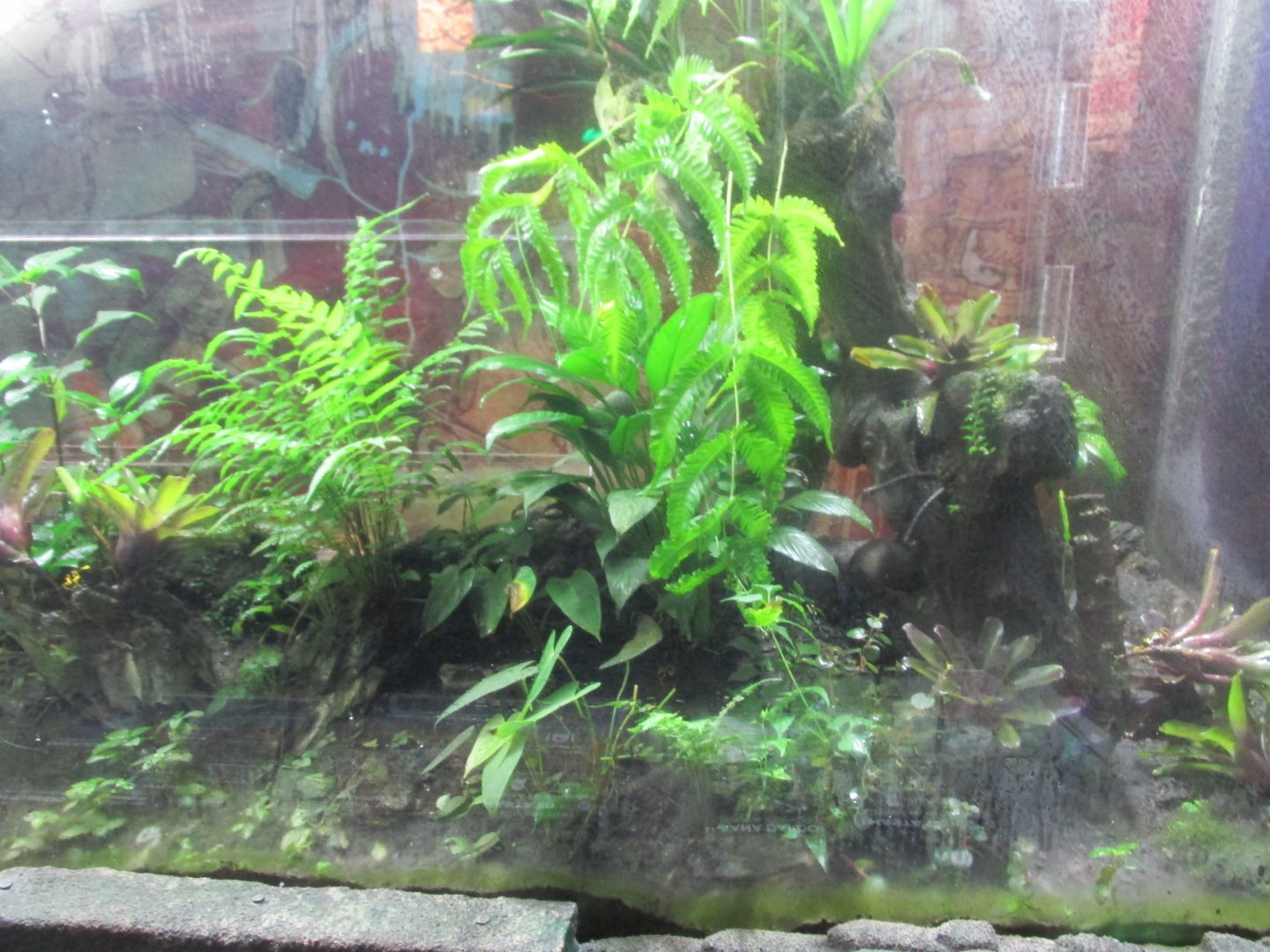 poison dart frog exhibit