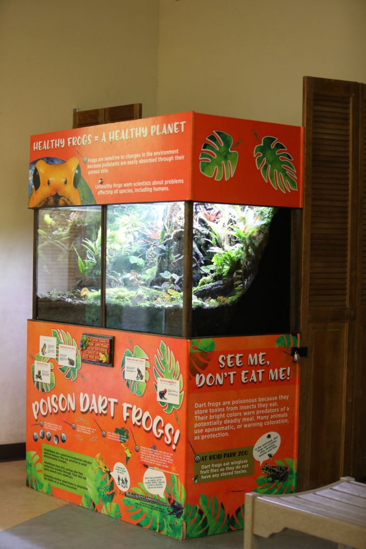 poison dart frog exhibit