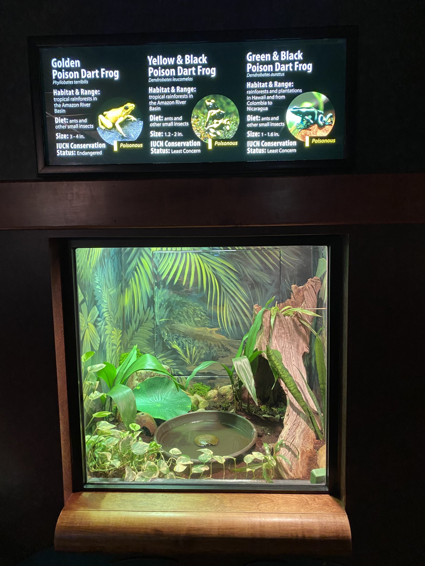 Poison Dart Frog Exhibit
