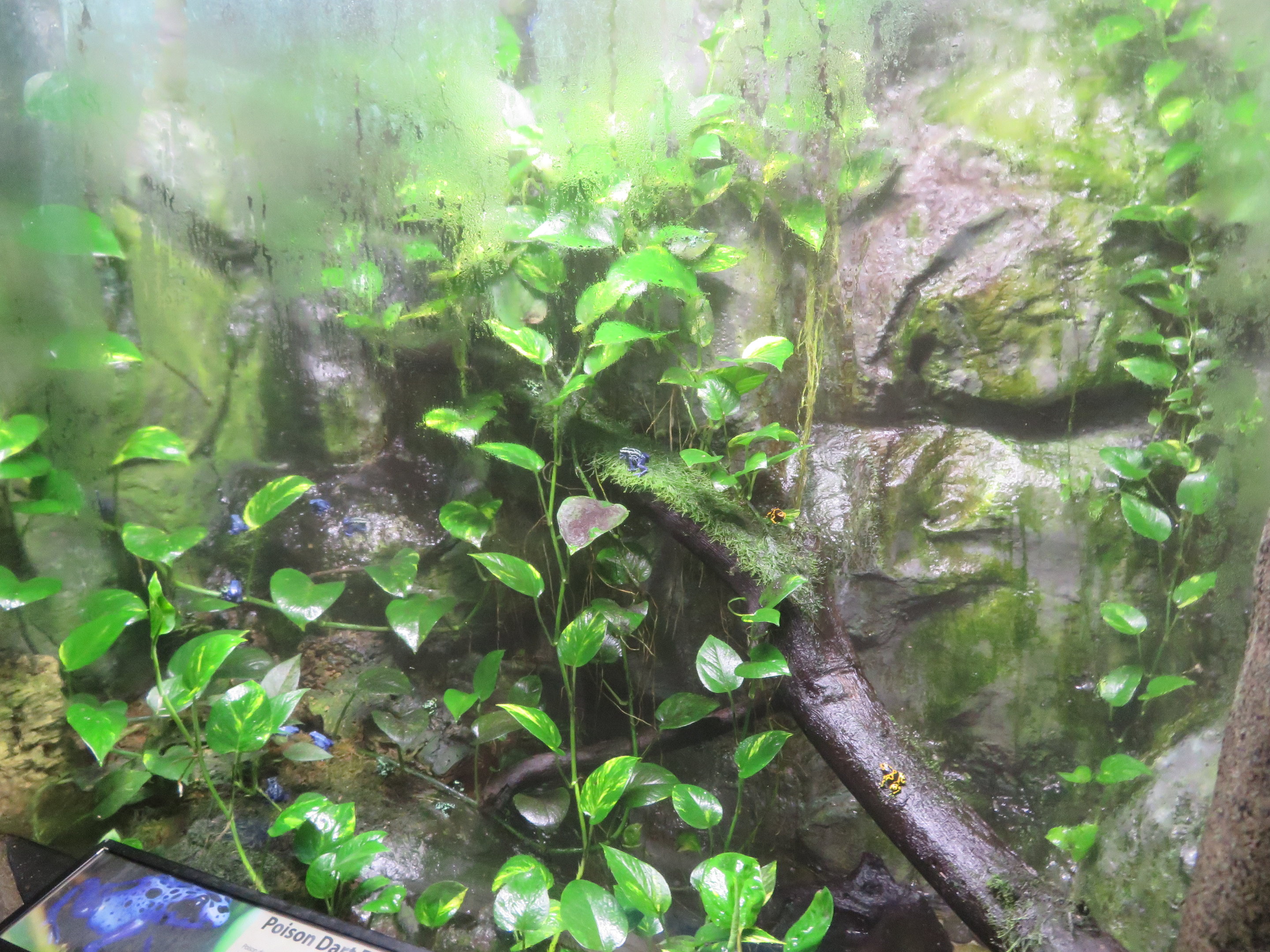 Poison Dart Frog Exhibit