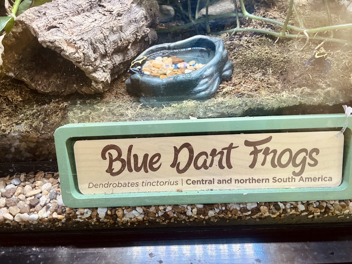 Poison Dart Frog Exhibit