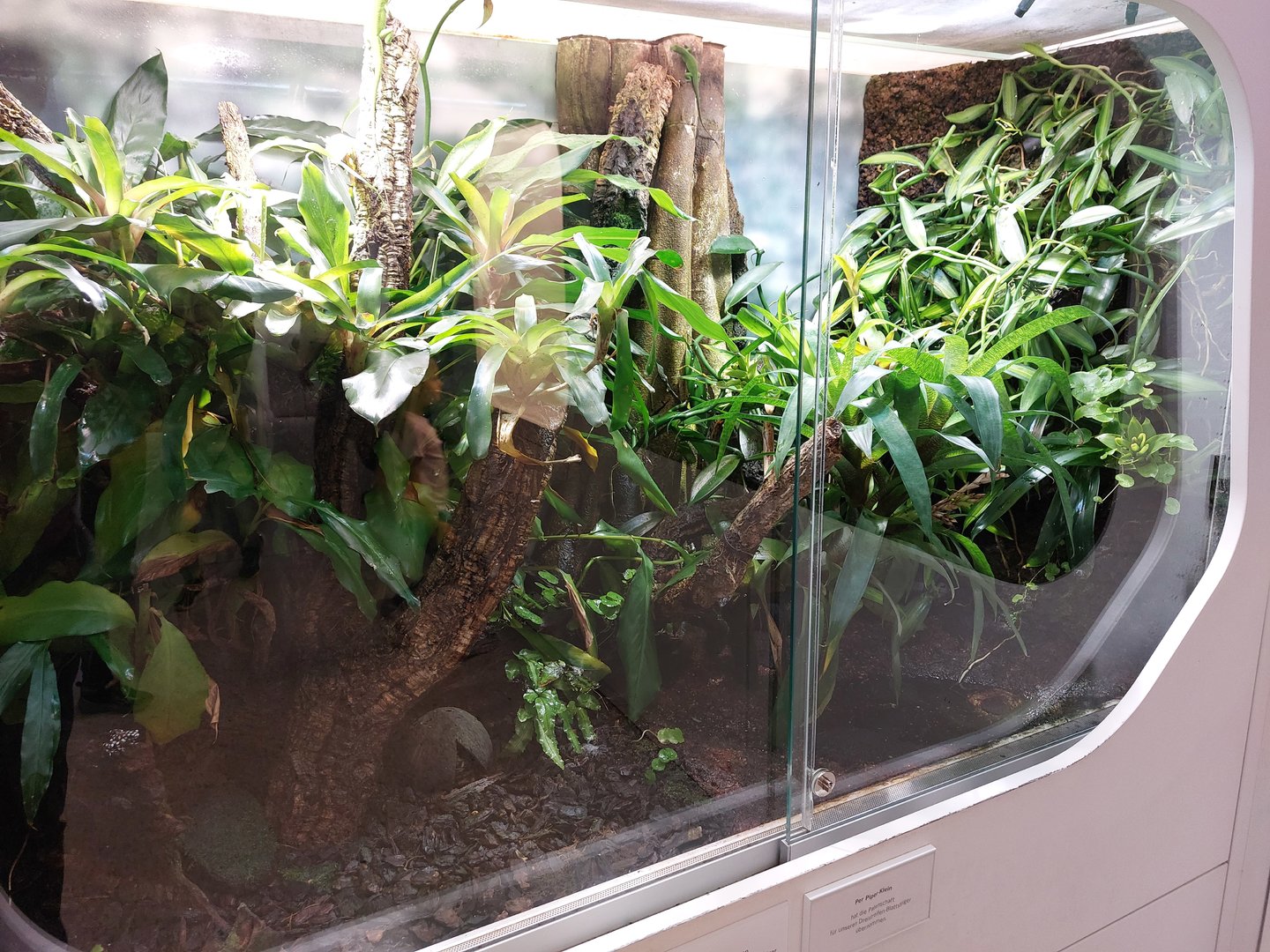 Poison dart frog exhibit