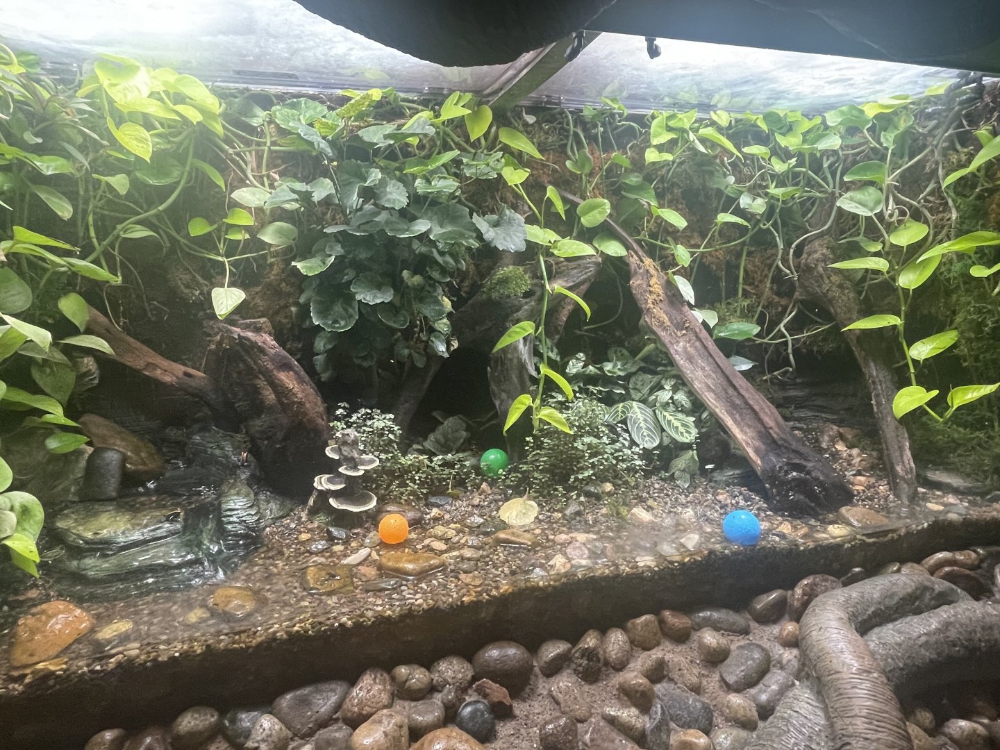 Poison Dart Frog Exhibit
