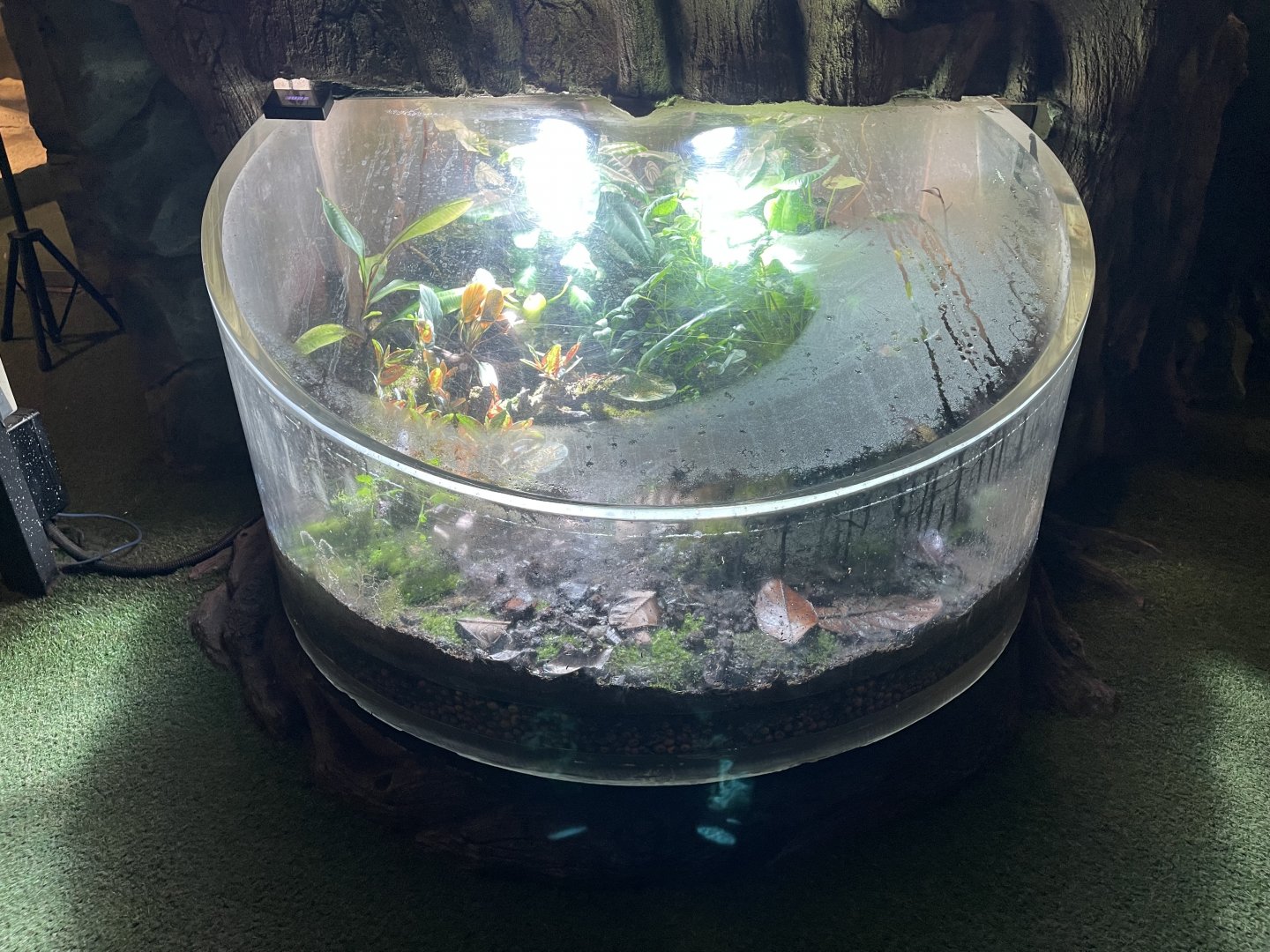 poison dart frog exhibit