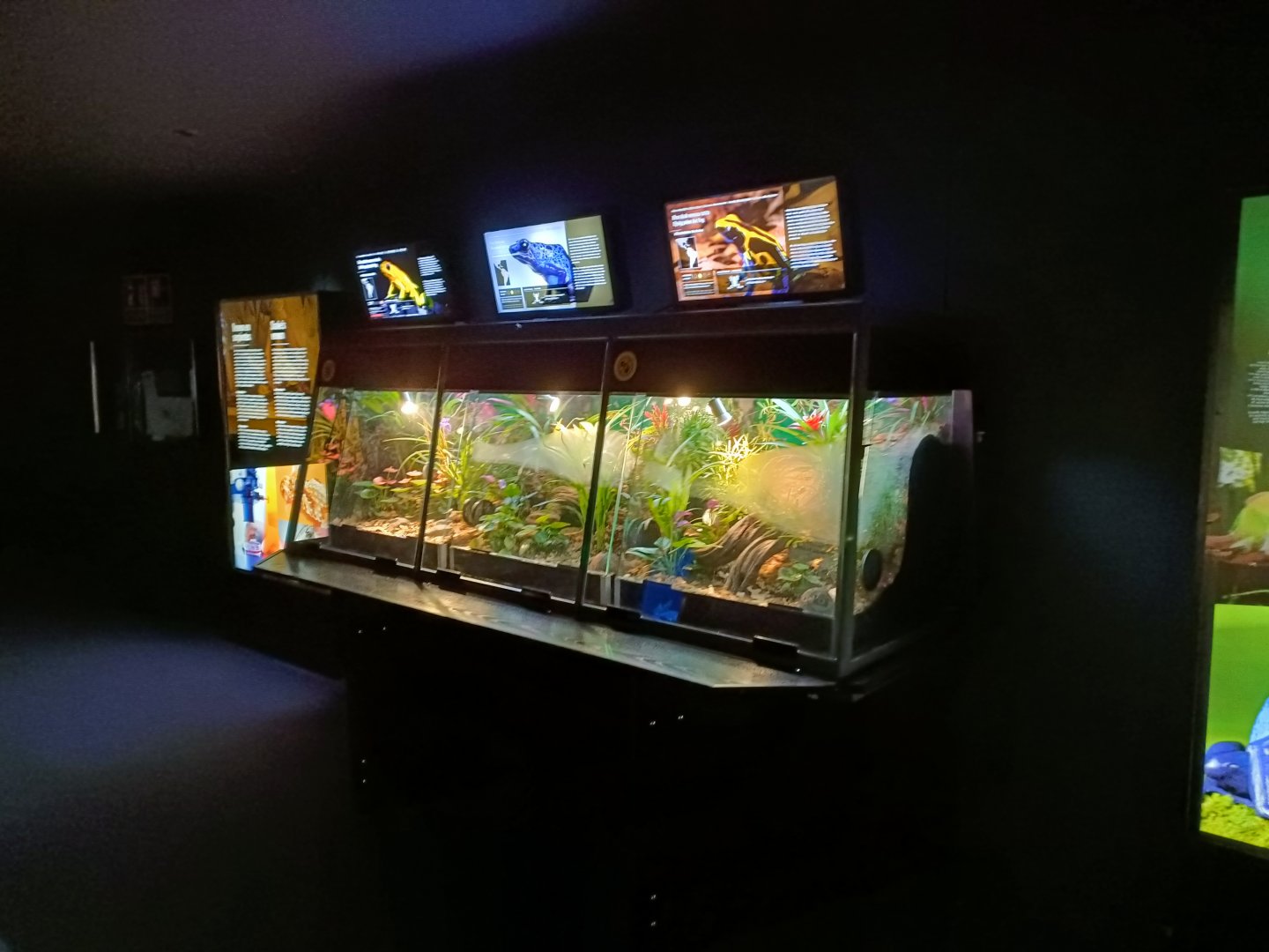 Poison dart frog exhibits - Bioparc Acuario de Gijón