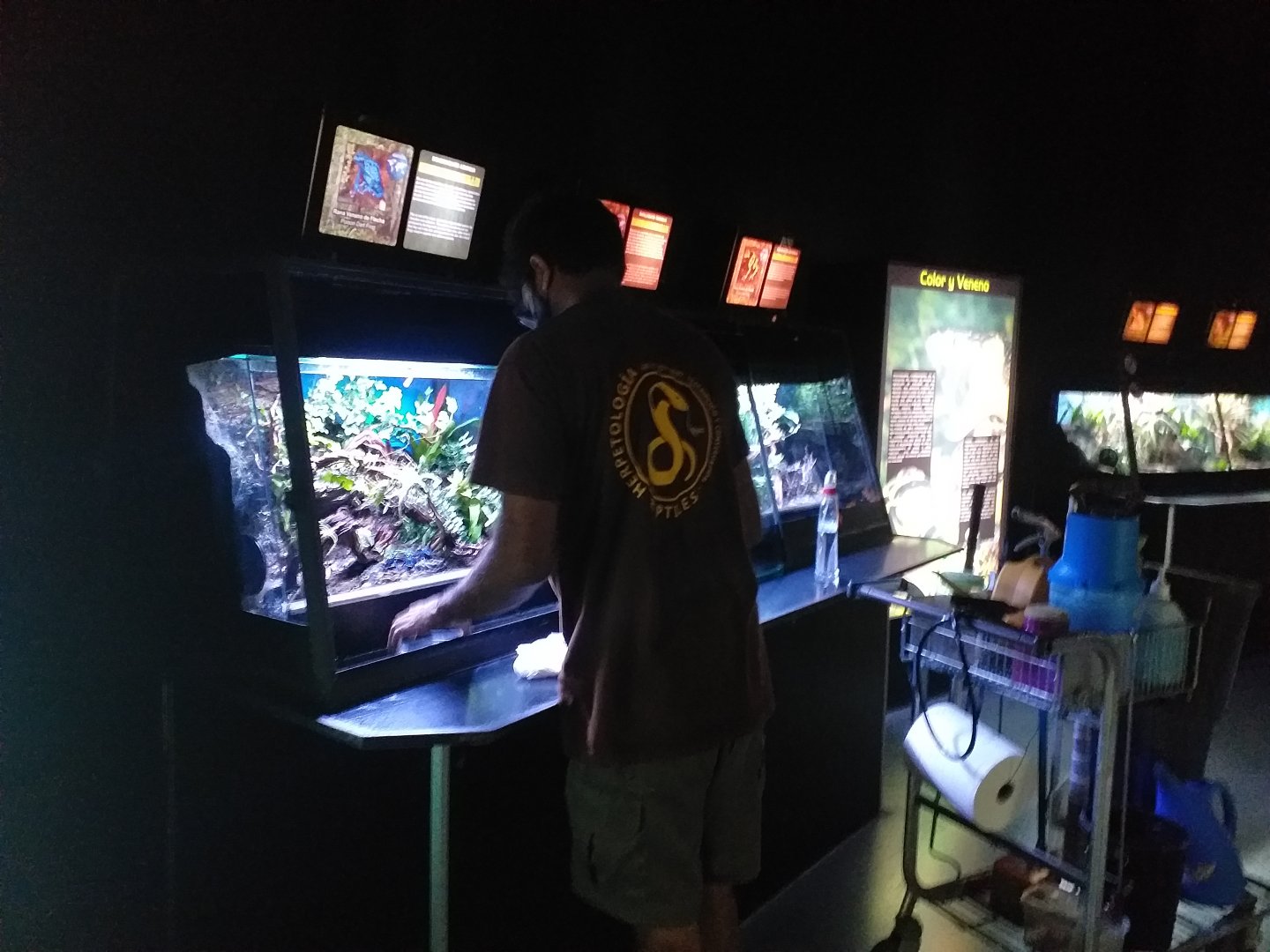 Poison dart frog feeding time -TerraNatura Benidorm (2021)