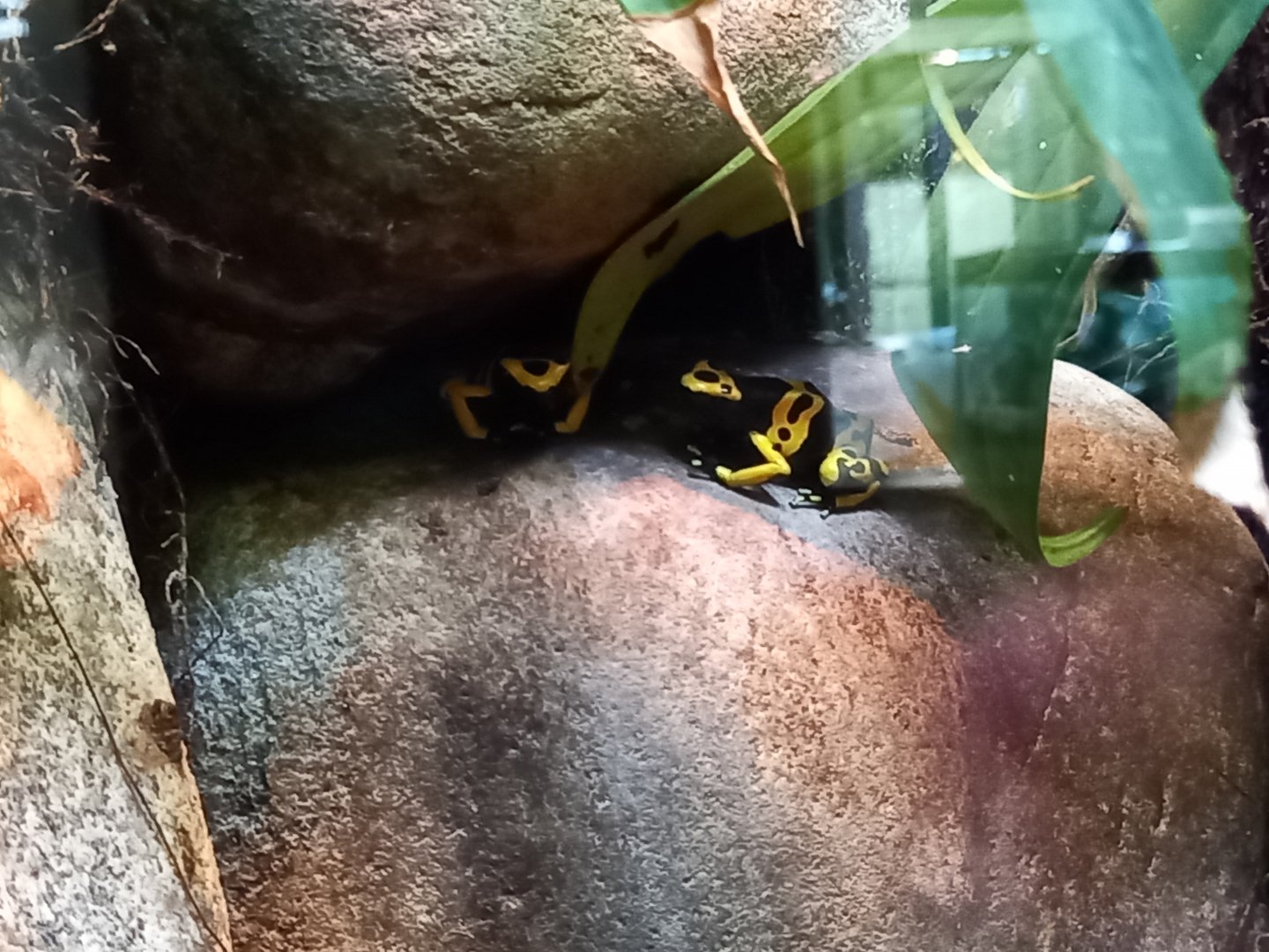 Poison dart frog for ID - Manchester Museum Vivarium