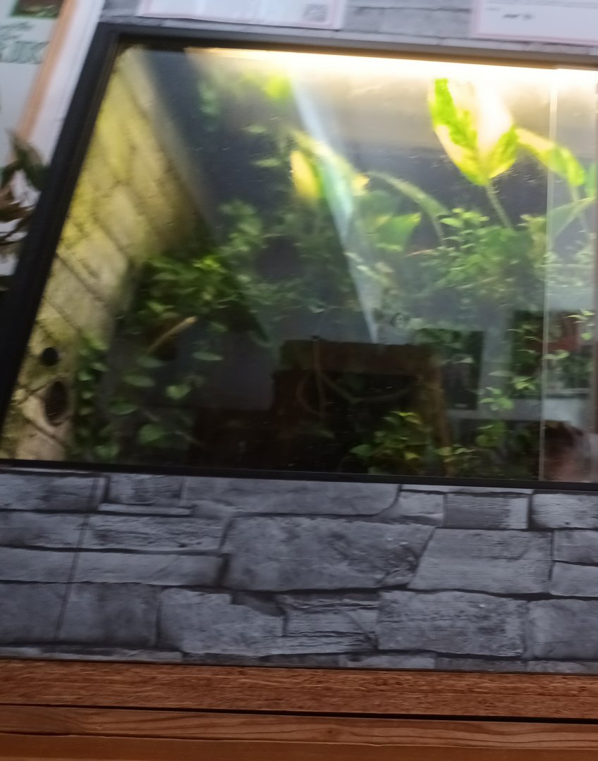 Poison Dart Frog Habitat