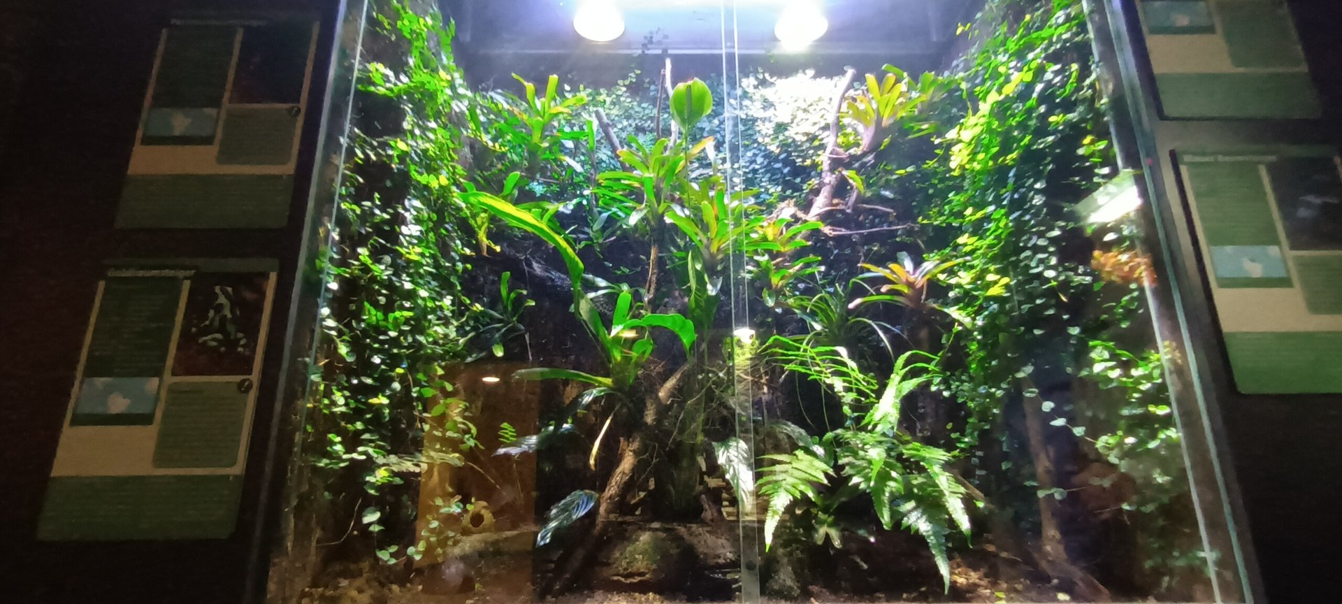 Poison dart Frog Habitat