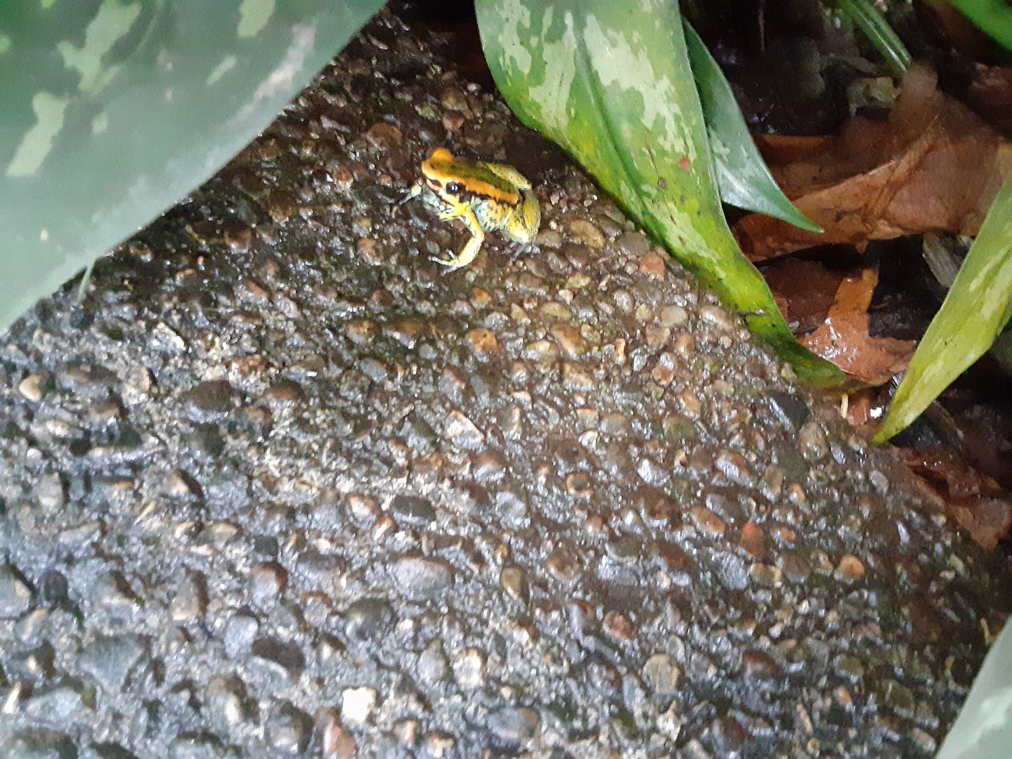 Poison Dart Frog (I think it's a Golfoducean?)