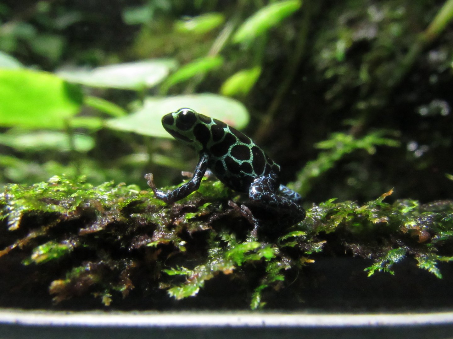 Poison Dart Frog ID
