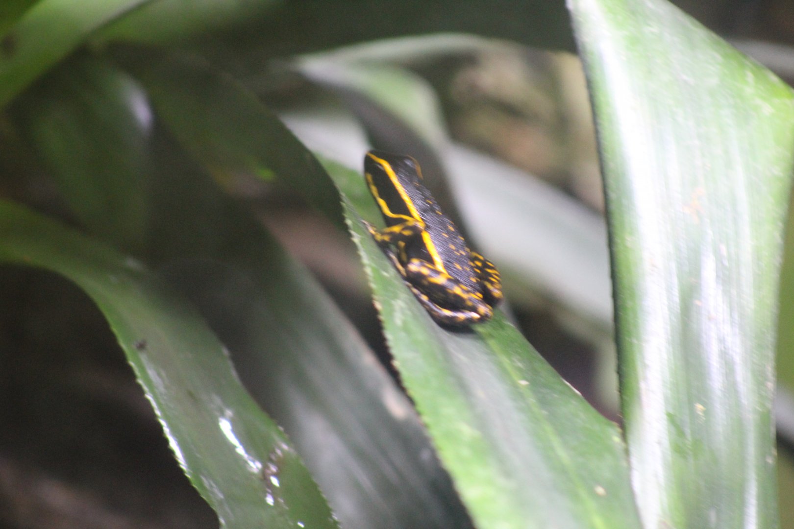 Poison Dart Frog ID