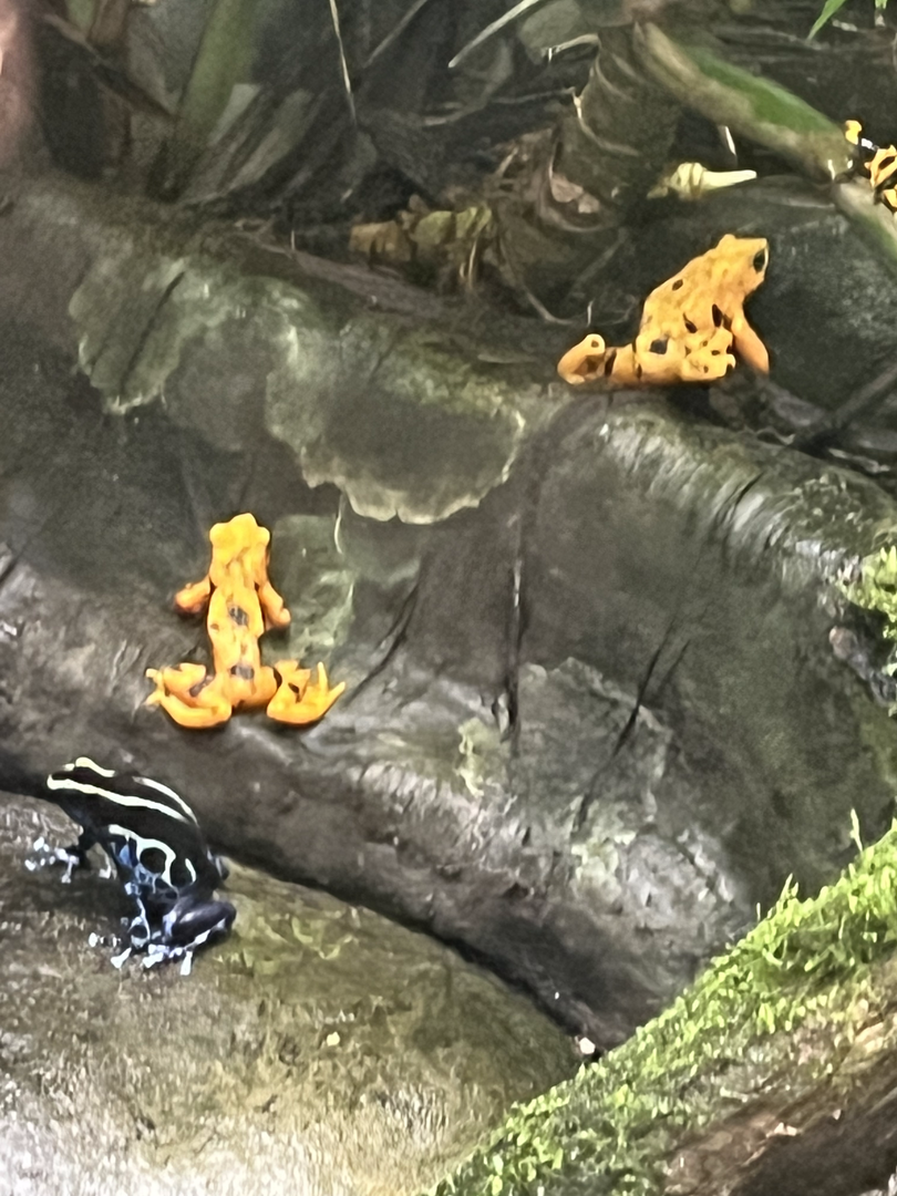 Poison dart frog ID