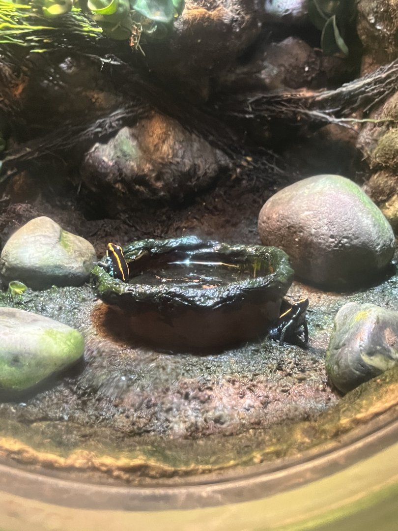 Poison dart frog ID