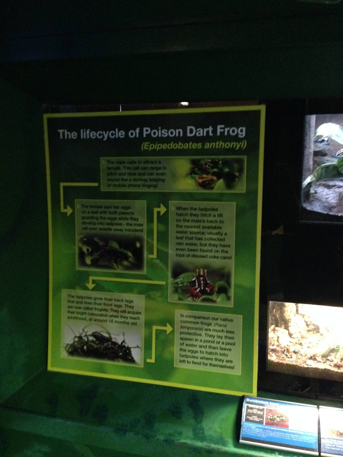 Poison Dart Frog Information Sign at Blue Planet Aquarium - 05/10/2013