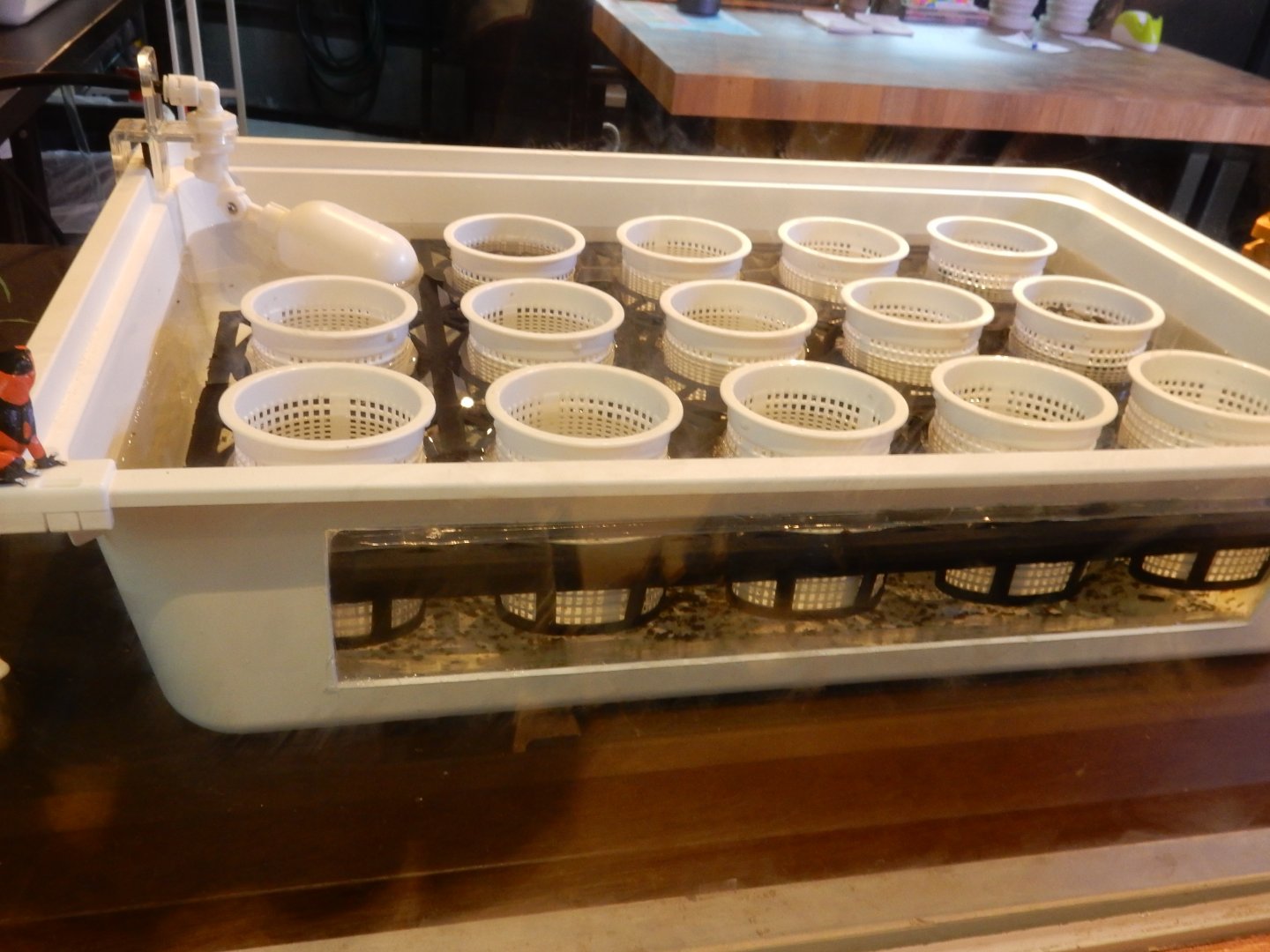 Poison-dart frog nursery