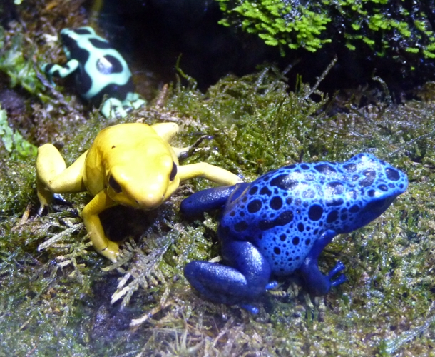 Poison dart frog patrol (Sevilla aquarium)
