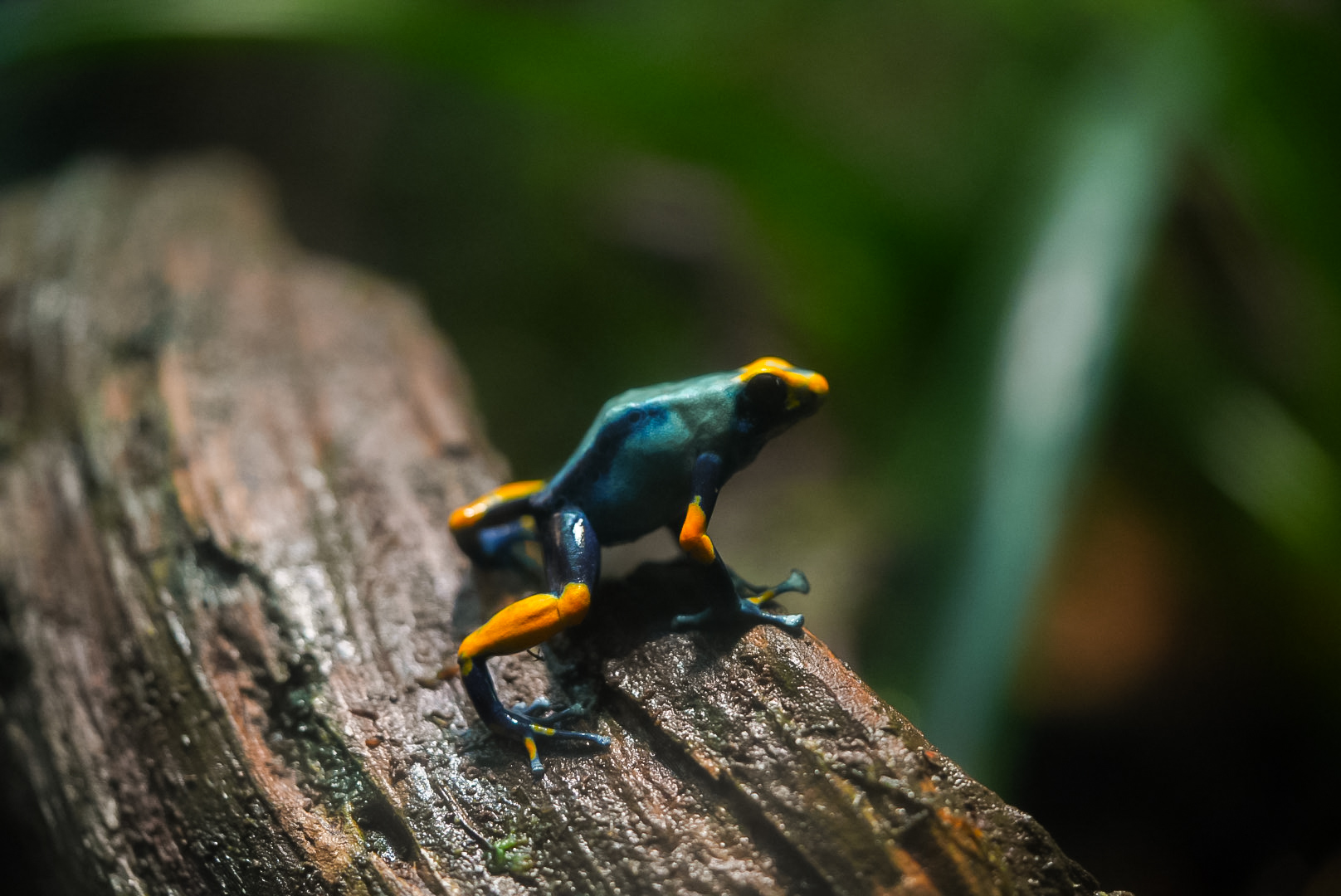 Poison Dart Frog ("Peacock" morph)