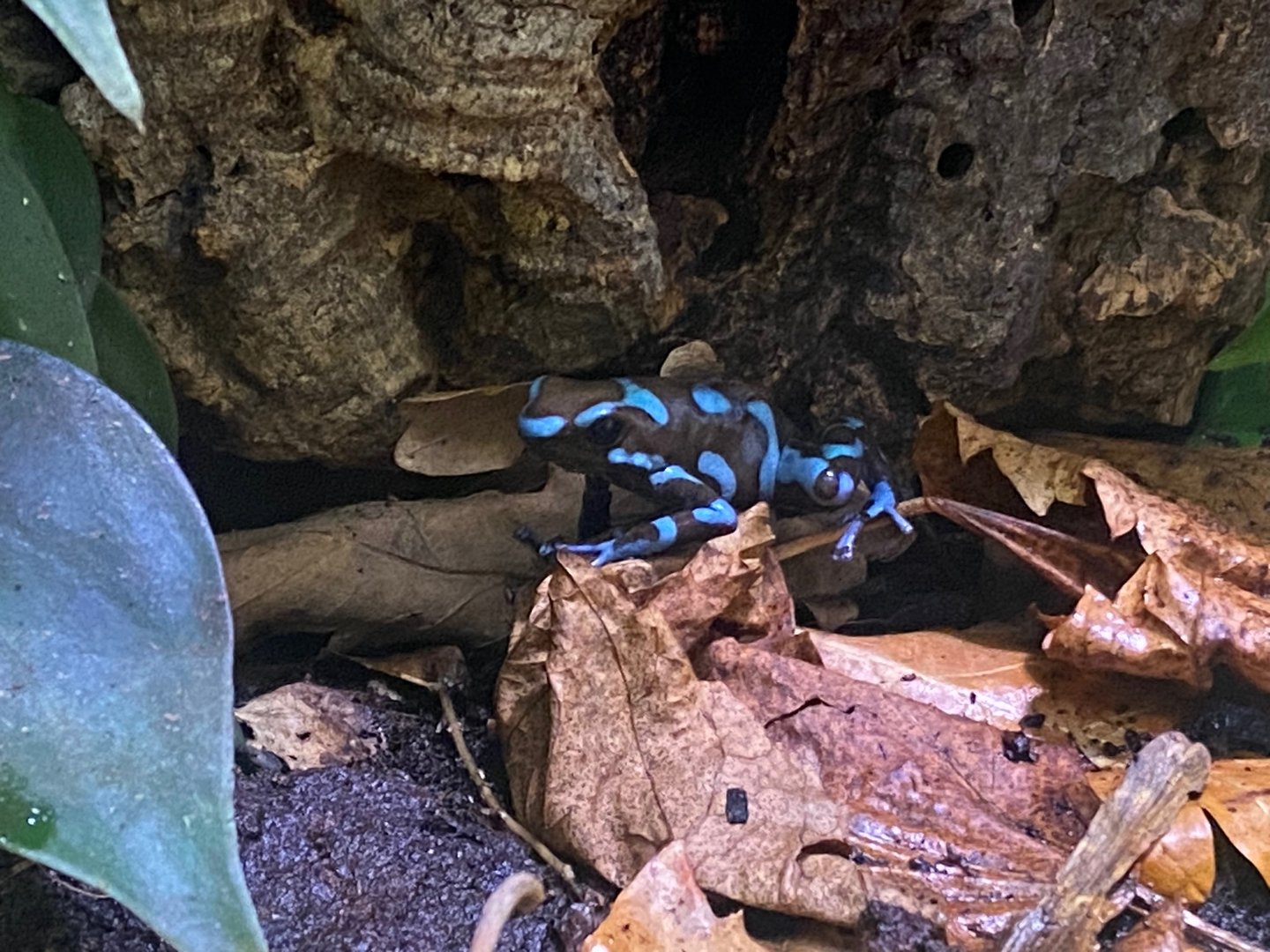 Poison dart frog seen at pet shop near Bromsgrove, UK