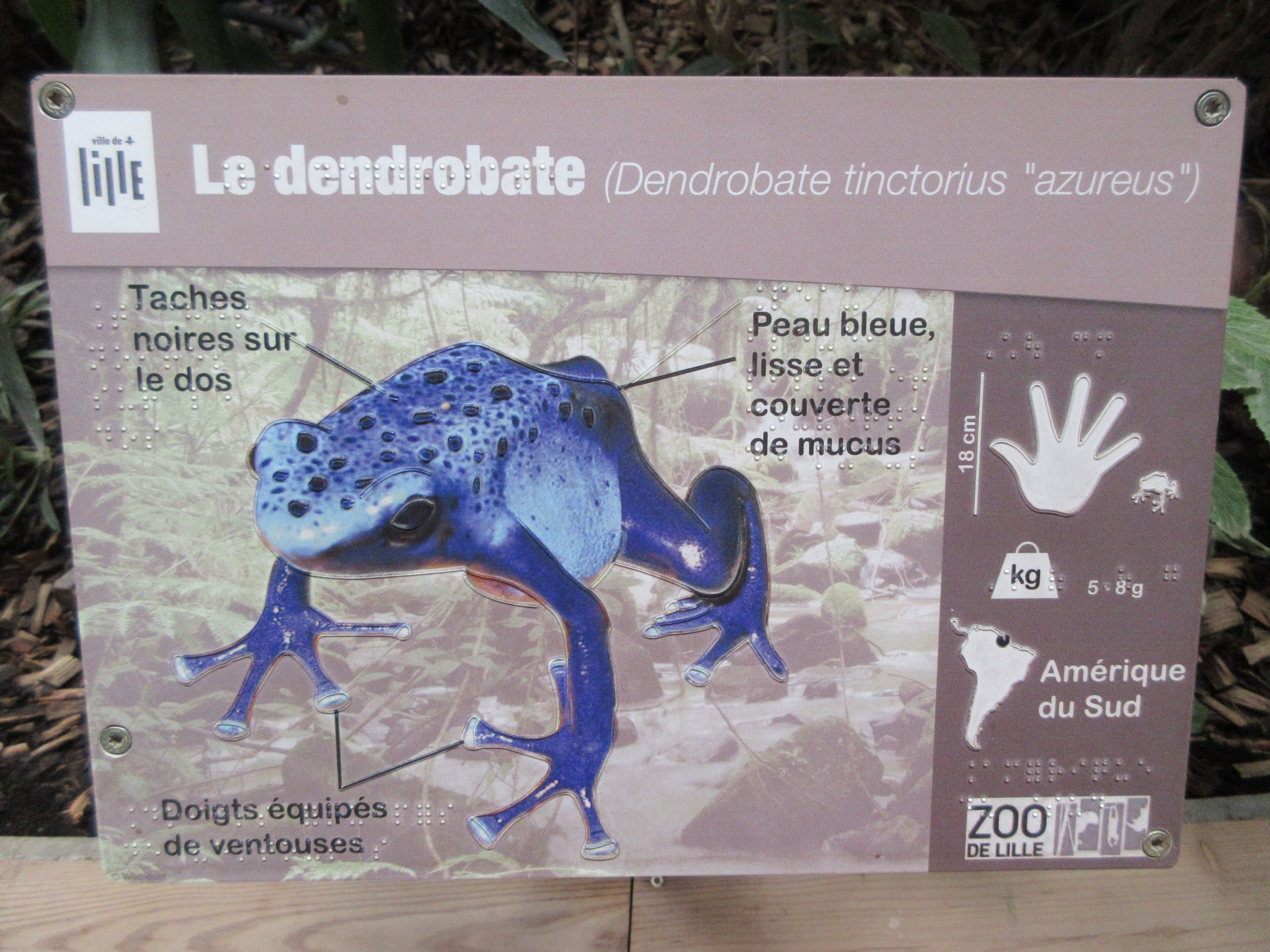 Poison Dart Frog Sign - in braille