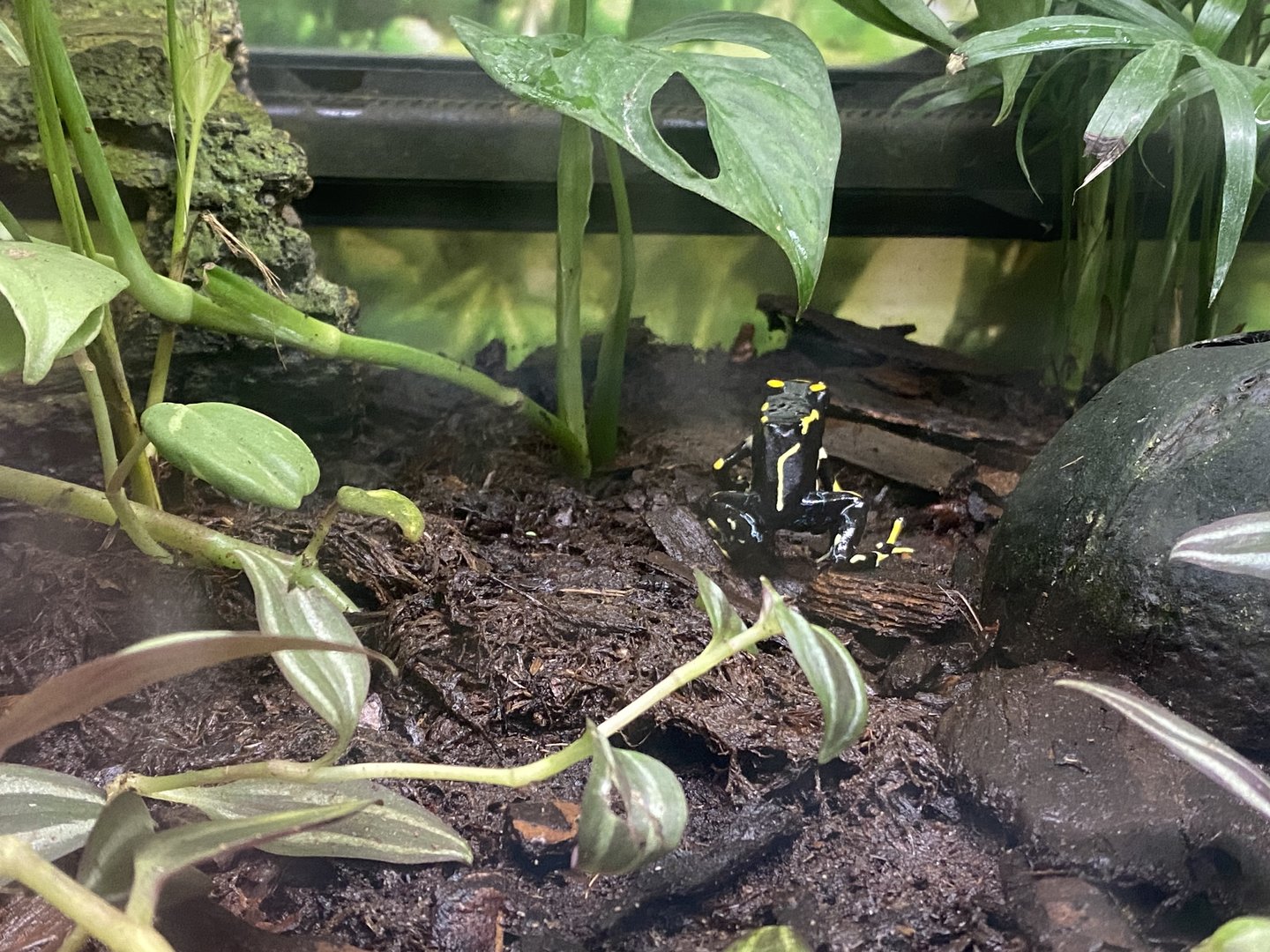 Poison dart frog species ID? 140923