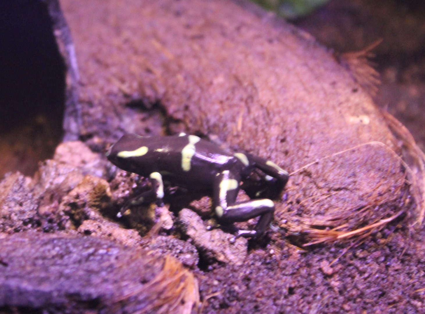 Poison dart frog-species