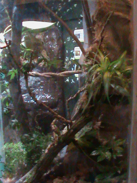 poison dart frog tank 241010