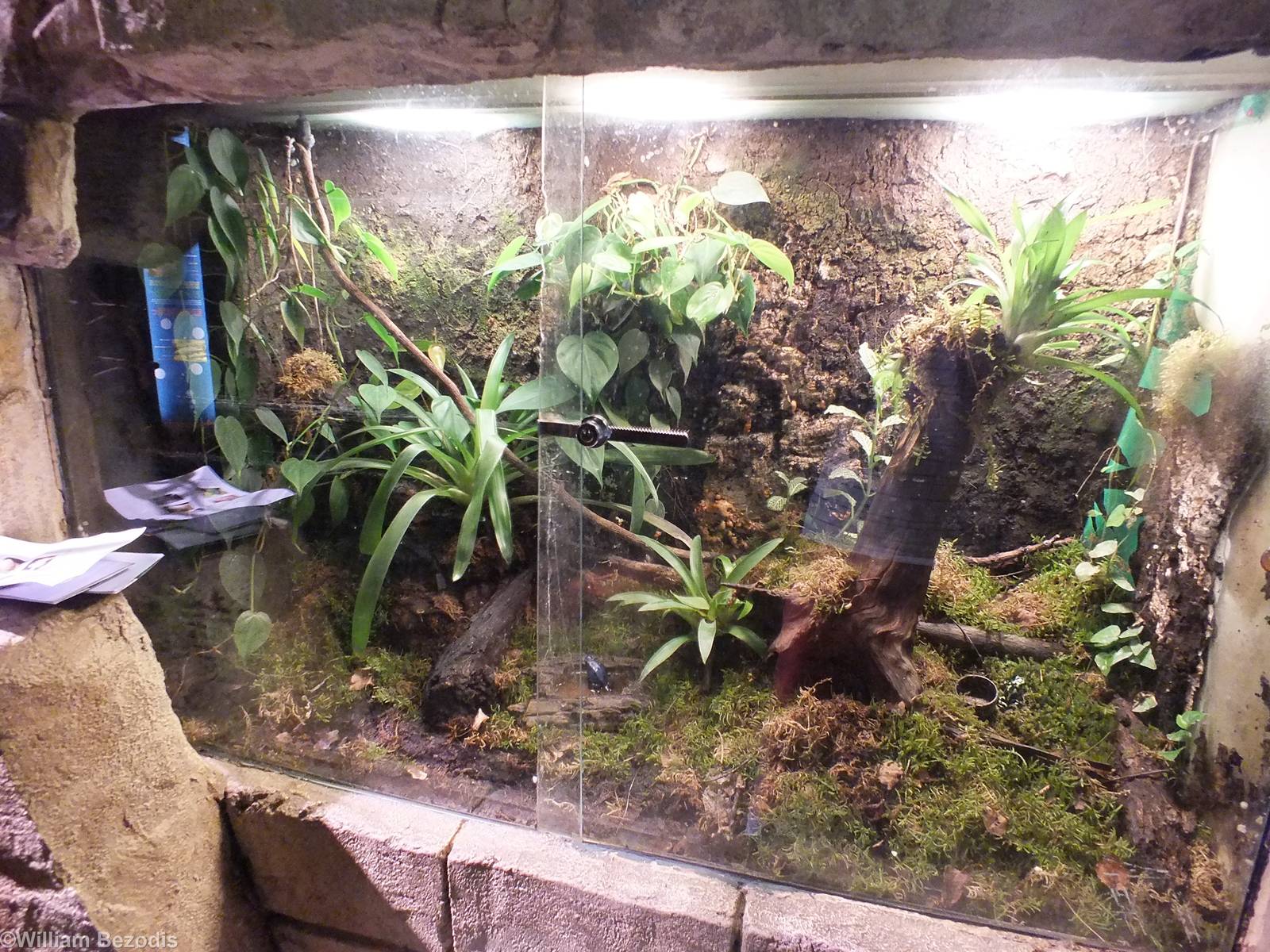 Poison Dart Frog Tank - Rainforest Section