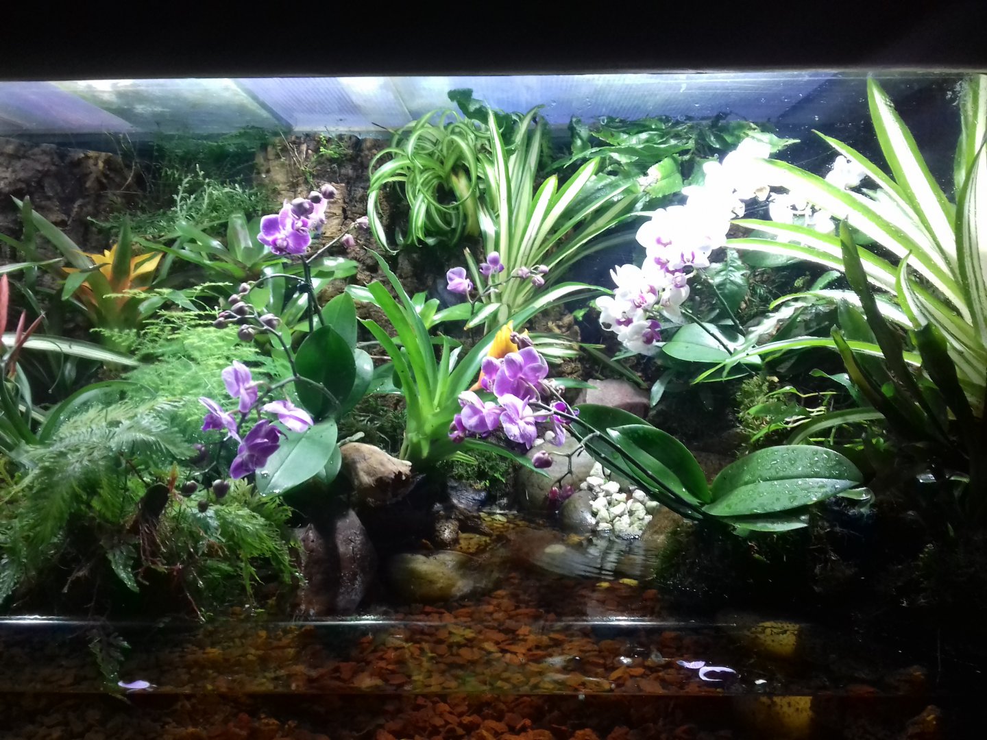 Poison Dart Frog tank