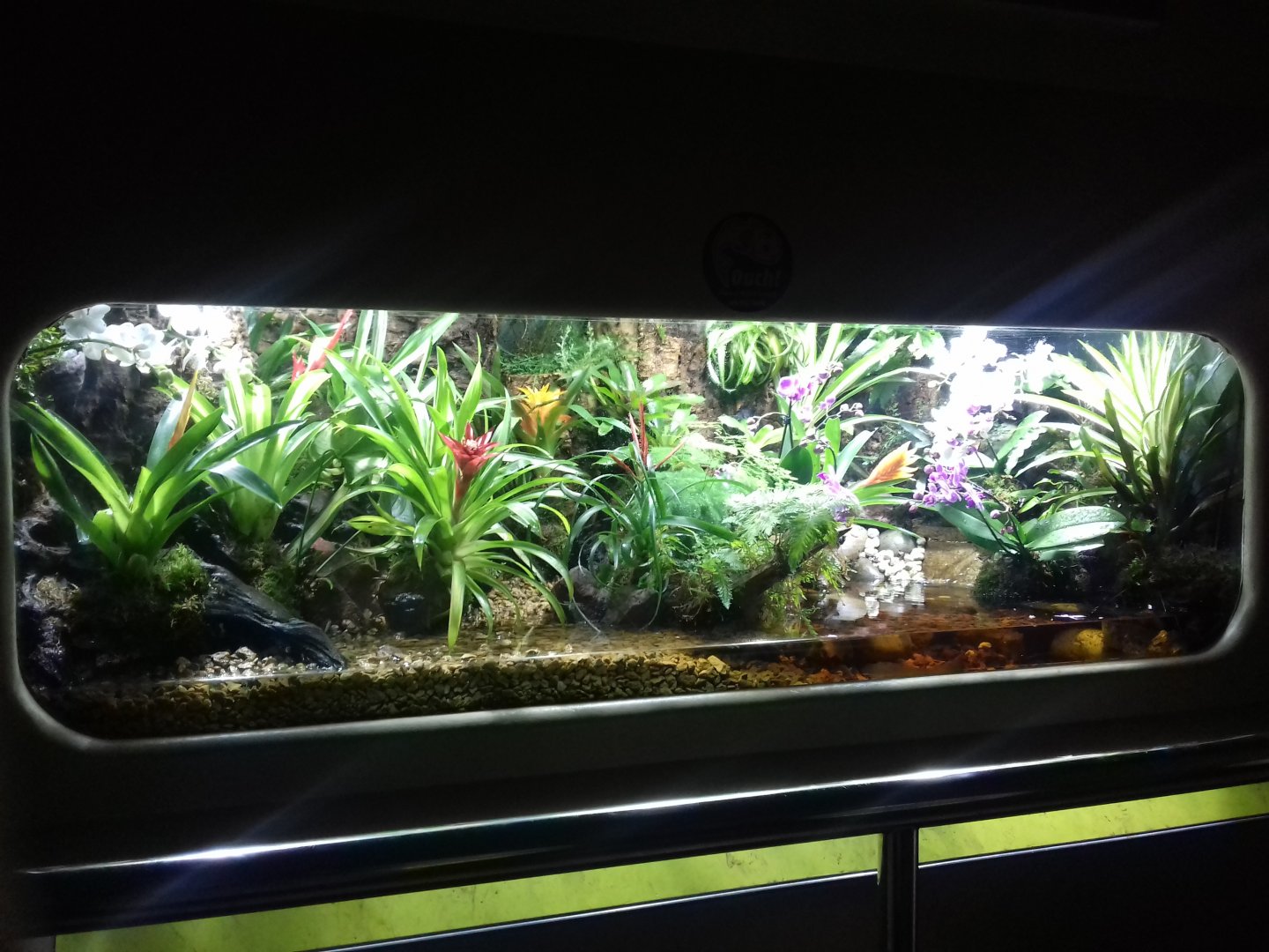 Poison Dart Frog tank