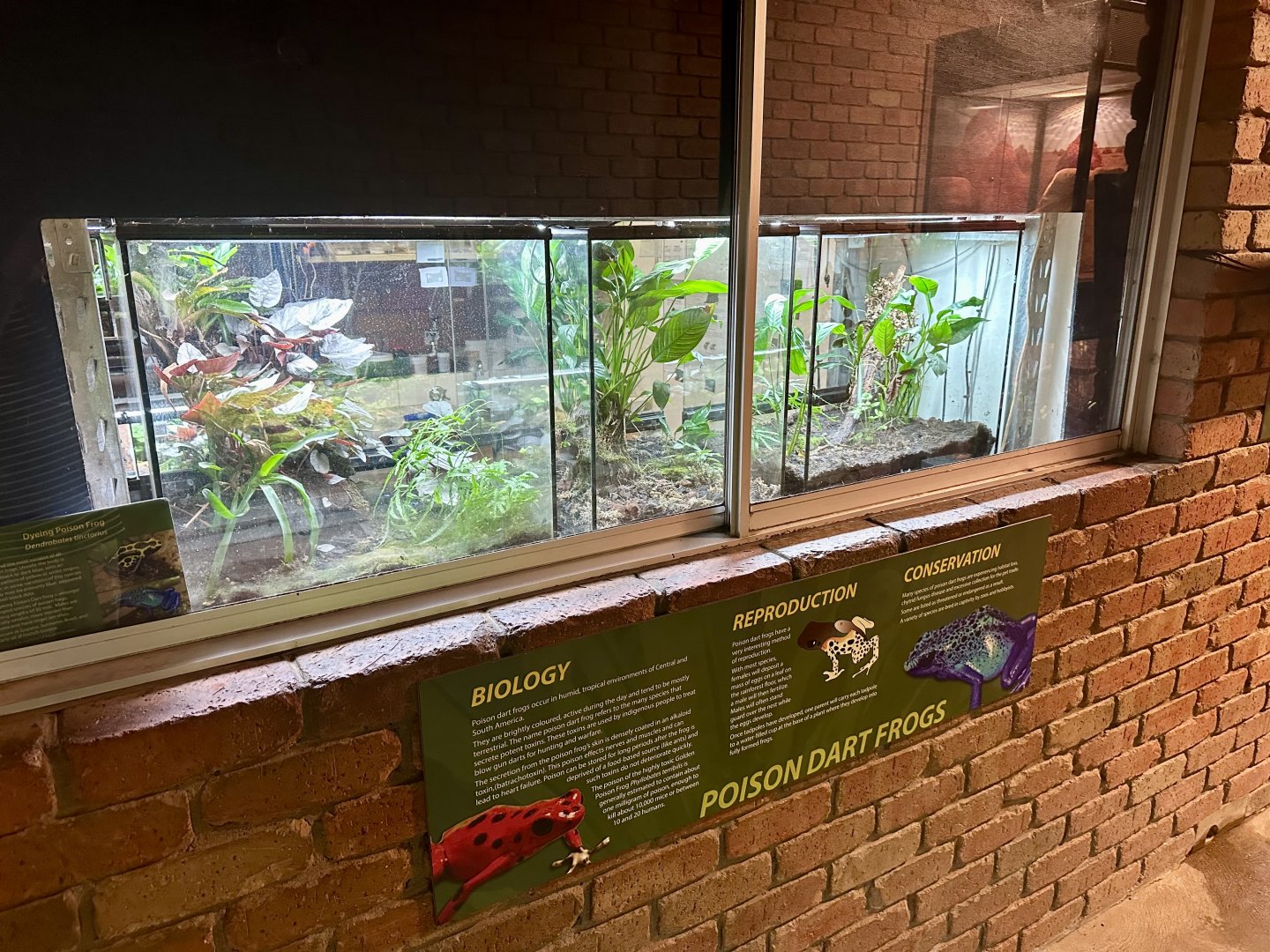 Poison Dart Frog Tanks