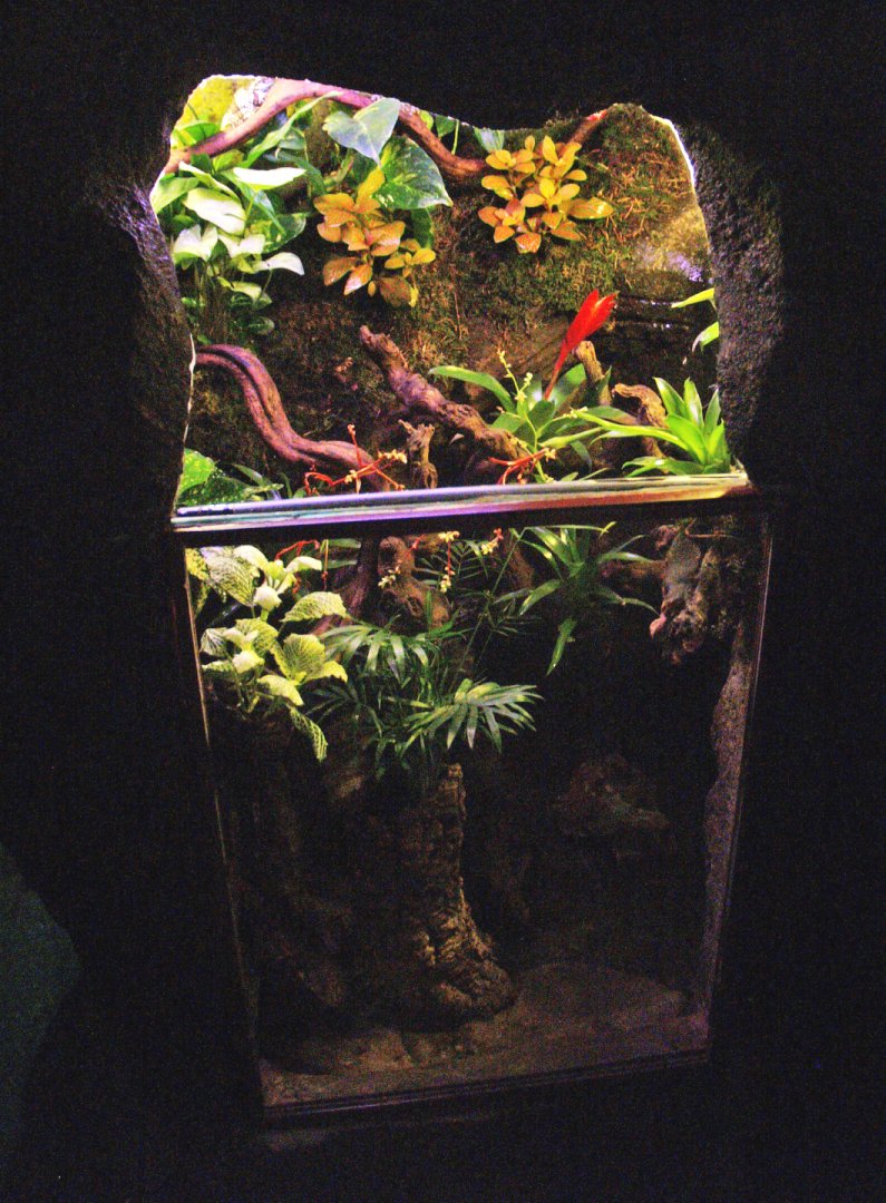 Poison dart frog terrarium, 2009-04-14