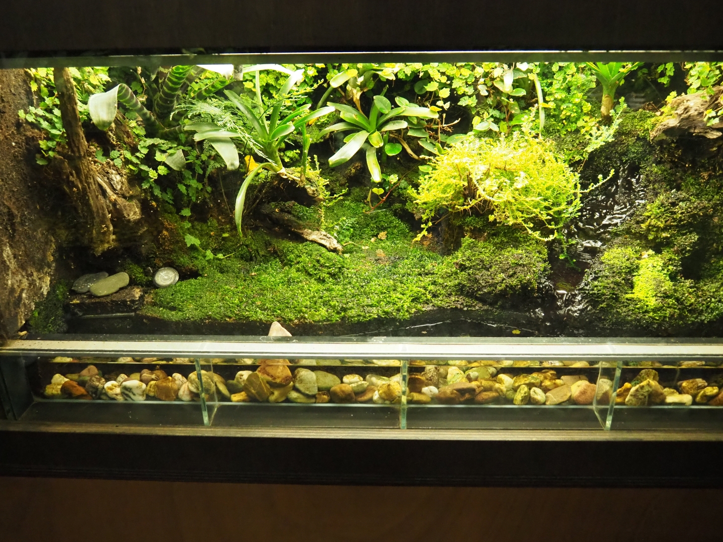 Poison dart frog terrarium, 2019-03-30