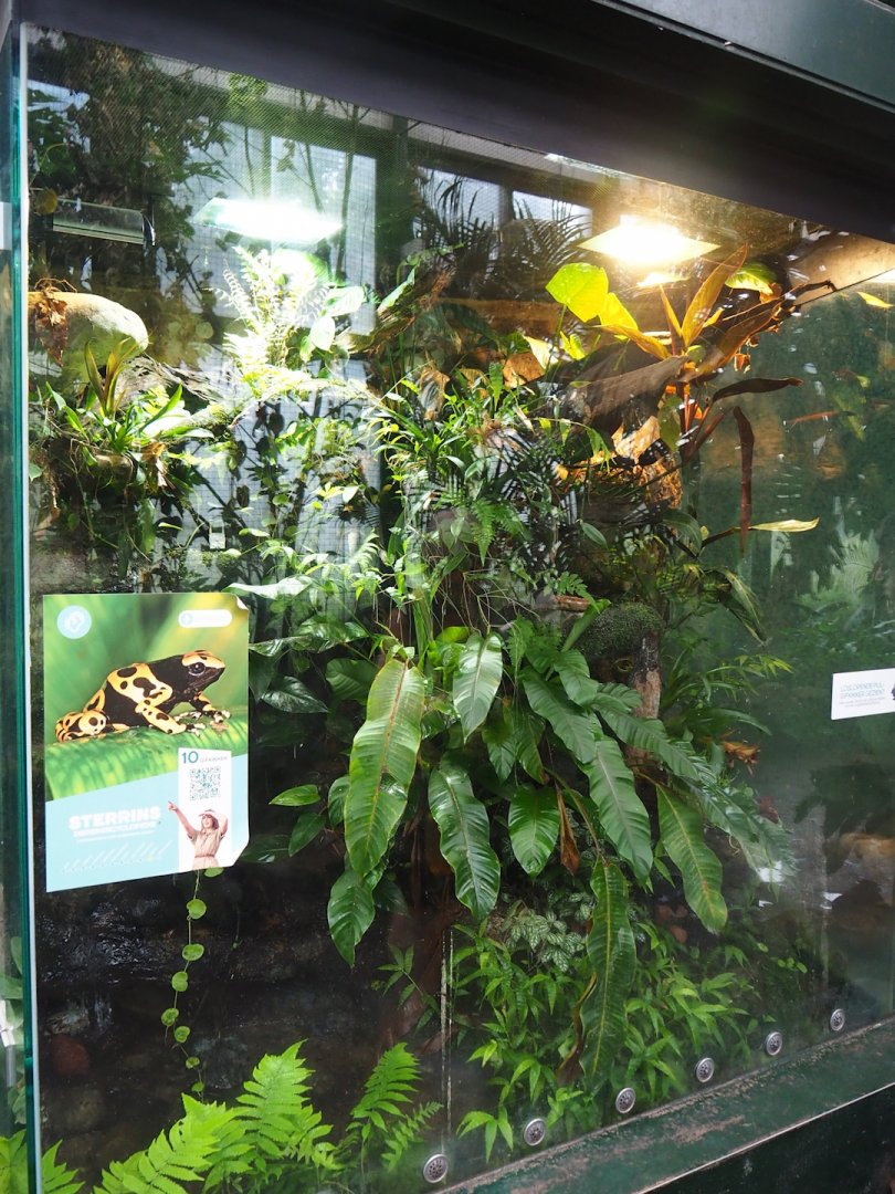 Poison dart frog terrarium, 2023-08-17
