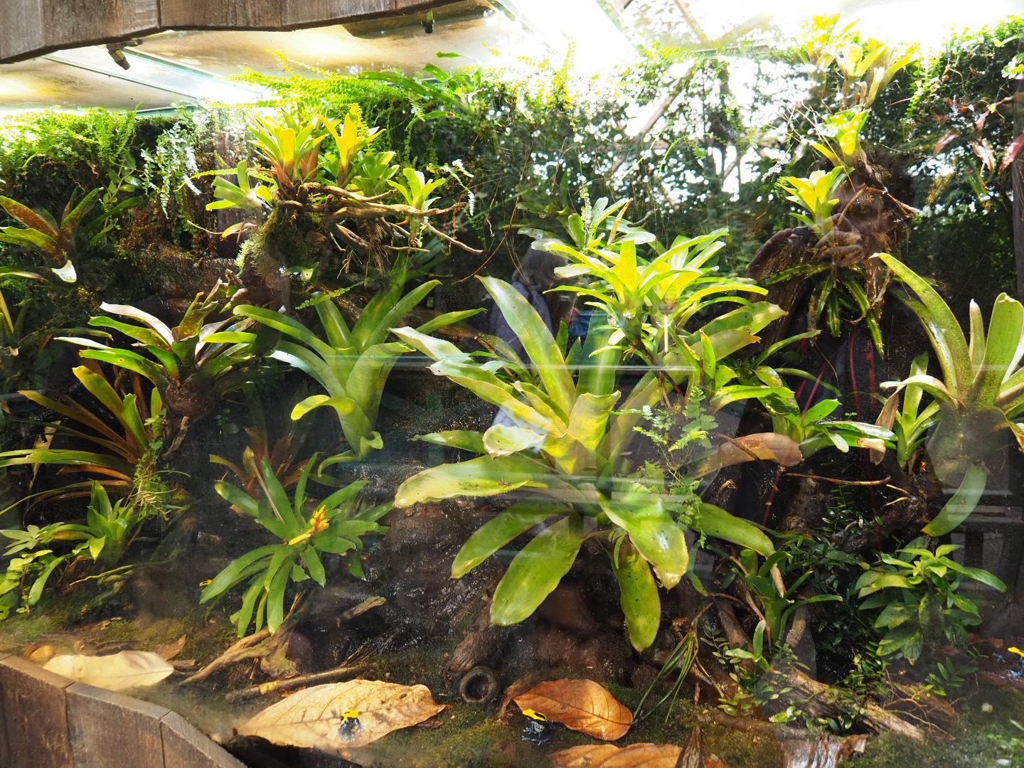 Poison dart frog terrarium (Nov 10th, 2018)