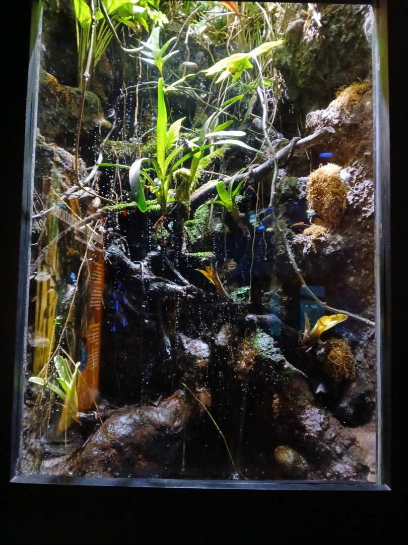 Poison Dart Frog Terrarium - Seen Jan 29 2025