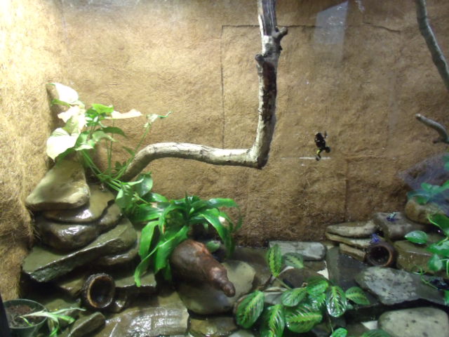 Poison Dart Frog Terrarium