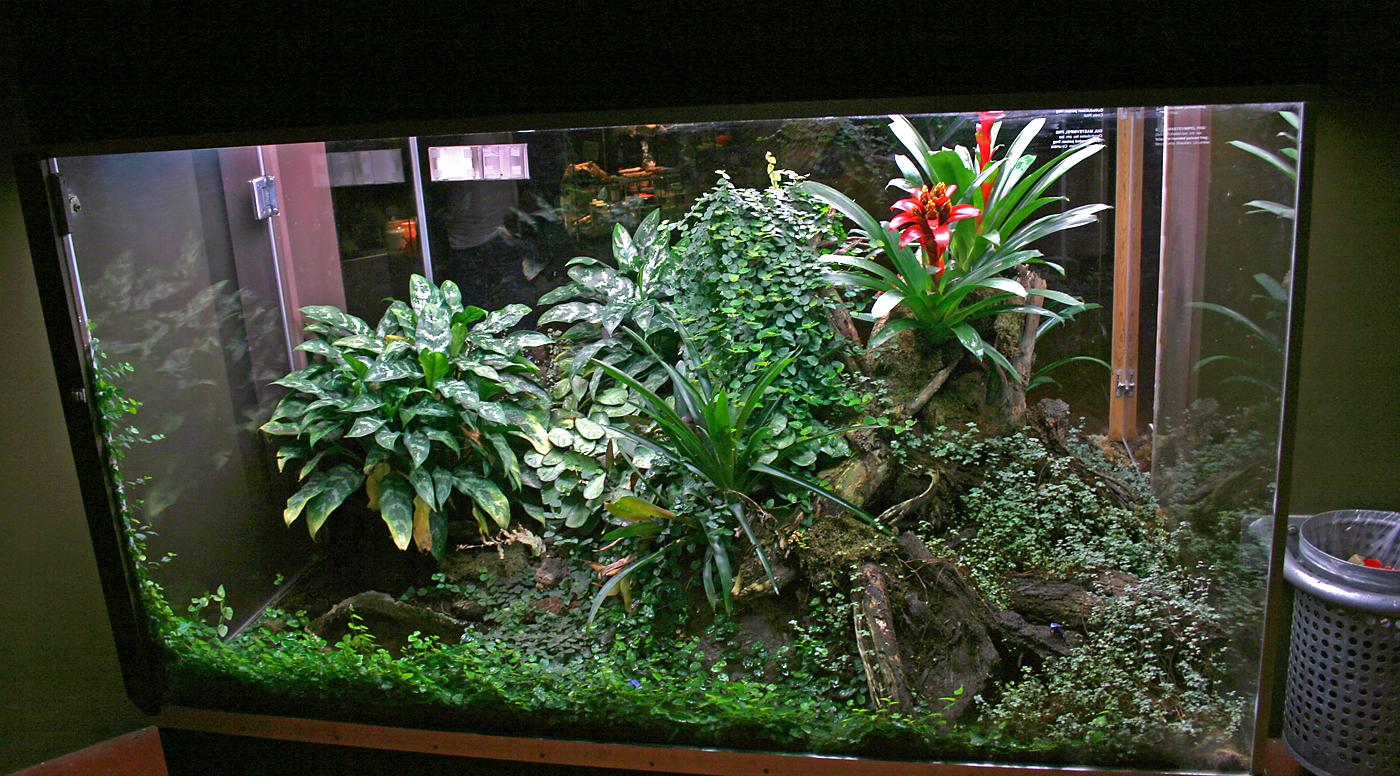Poison dart frog terrarium
