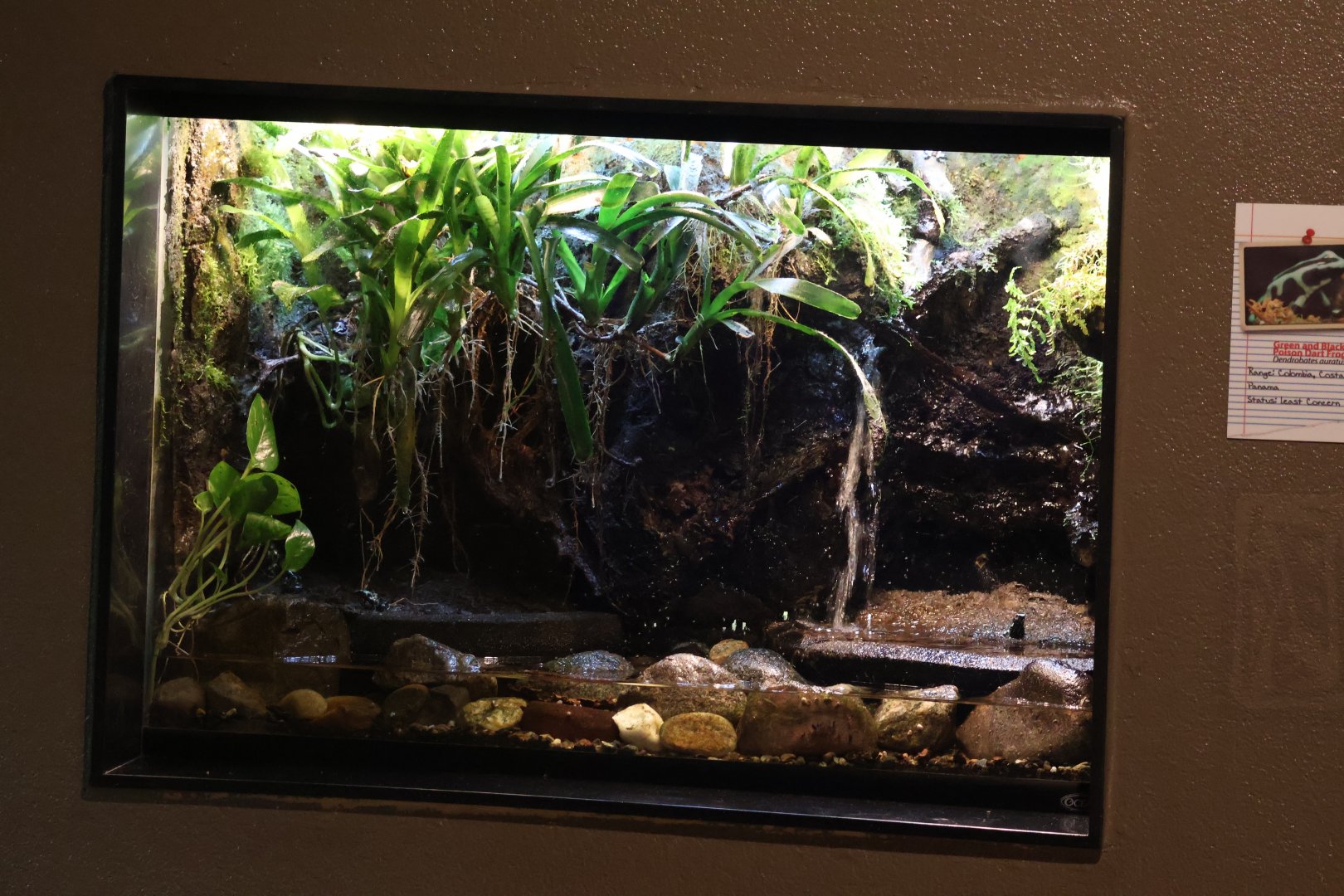Poison Dart Frog terrarium