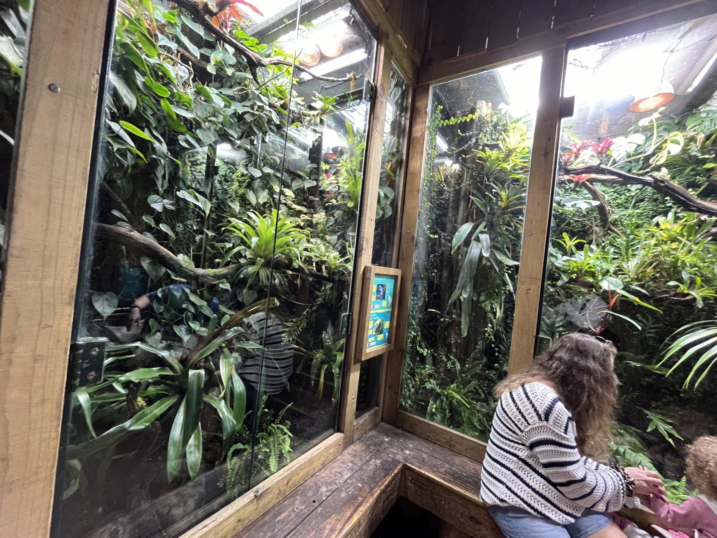 Poison dart frog terrariums 29.6.24