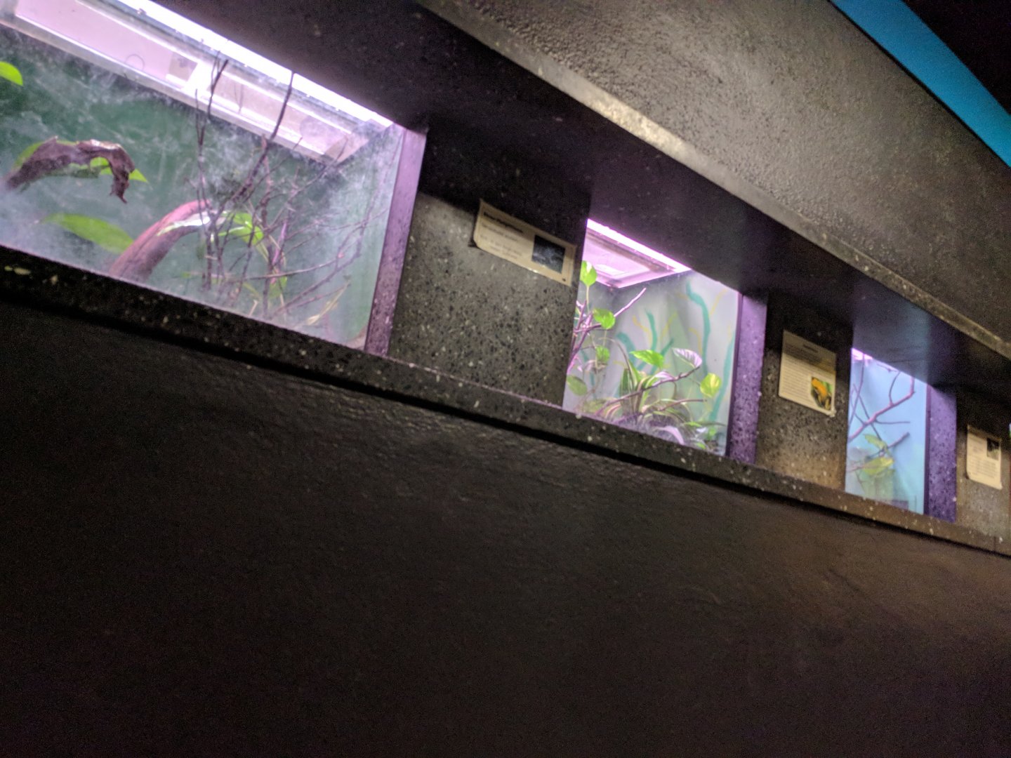 Poison Dart frog Terrariums