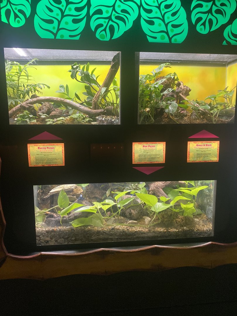 Poison Dart Frog Terrariums