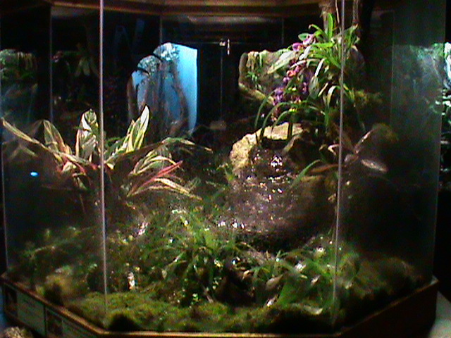 poison dart frog vivarium 211010