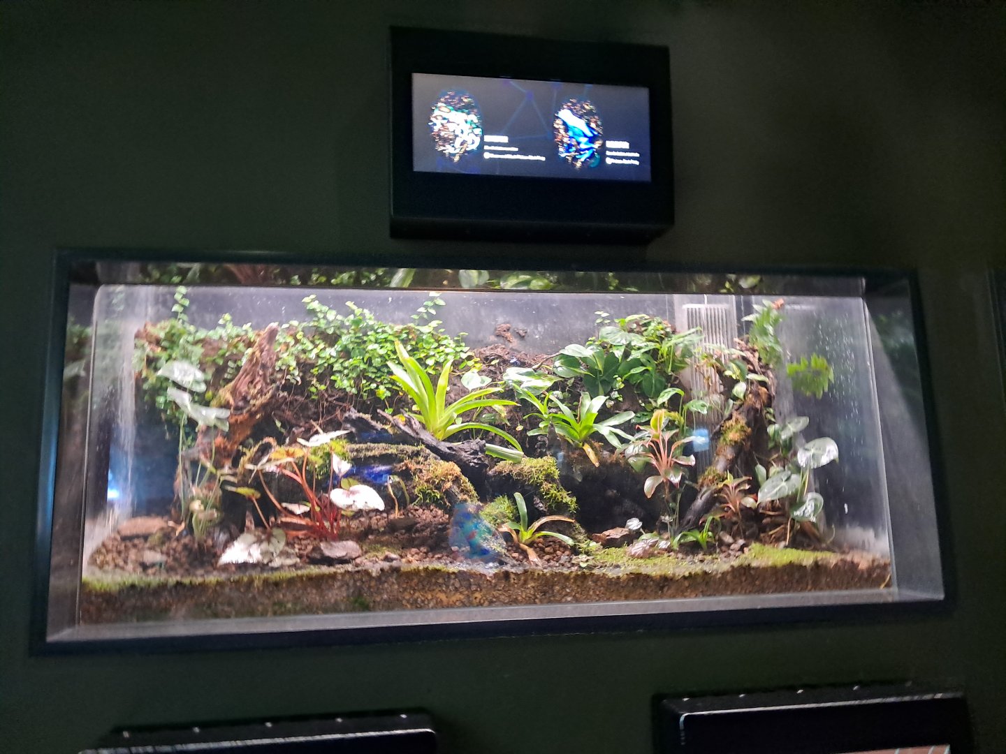 Poison Dart frog vivarium