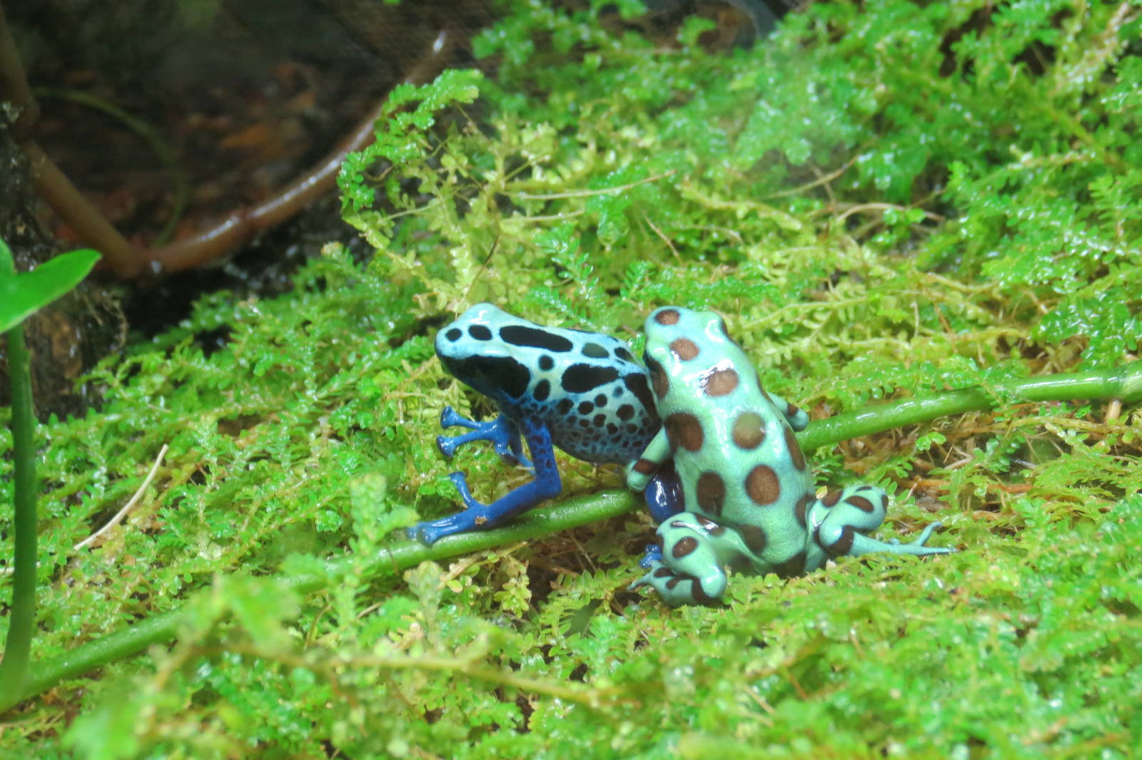 Poison Dart Frog Wrestling
