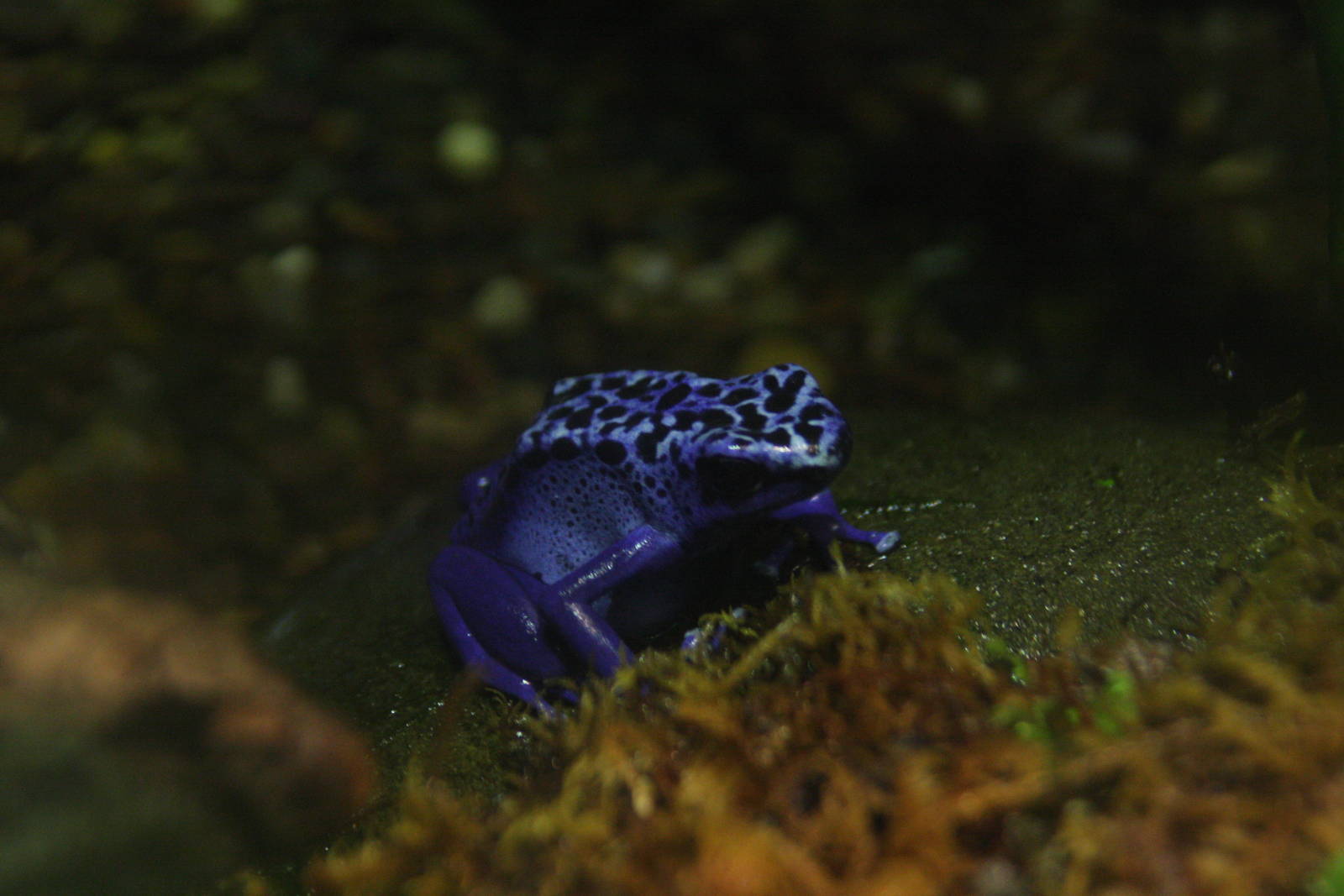 Poison Dart Frog