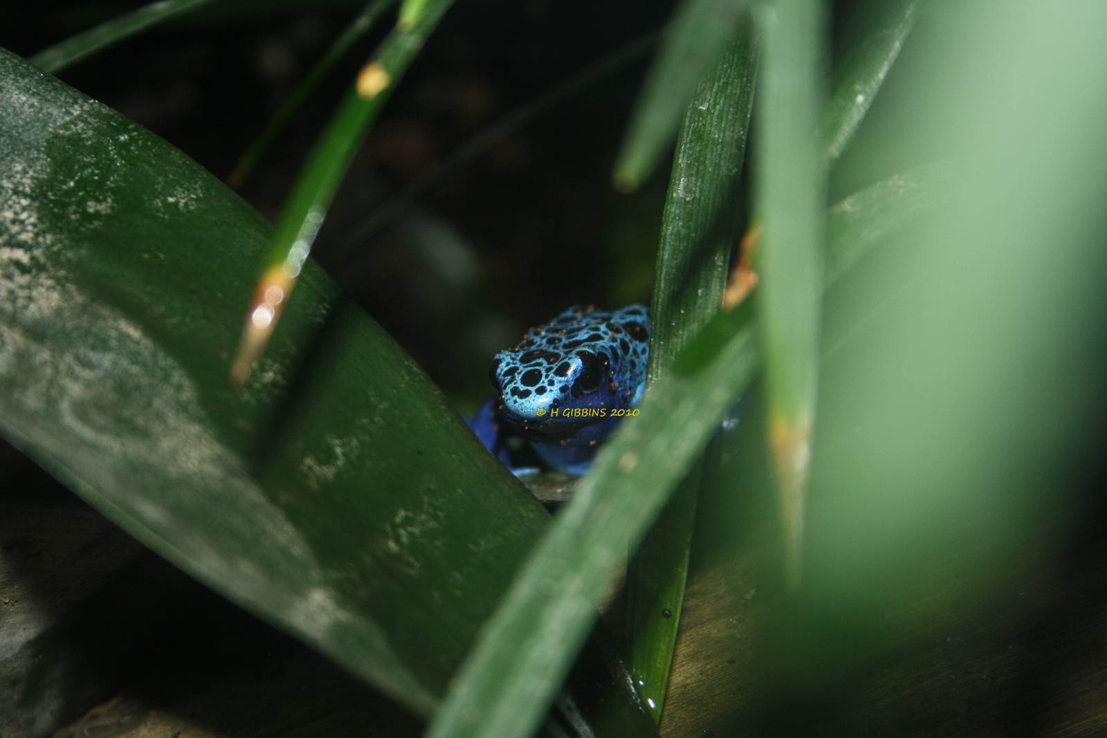 Poison Dart Frog